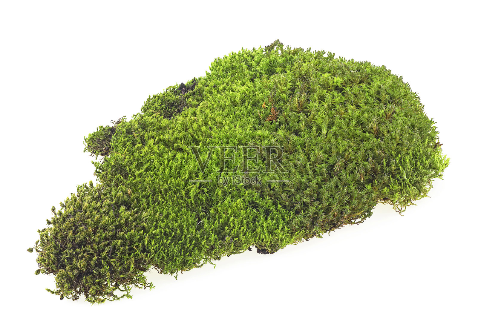 潮湿的绿色苔藓孤立在白色的背景上照片摄影图片