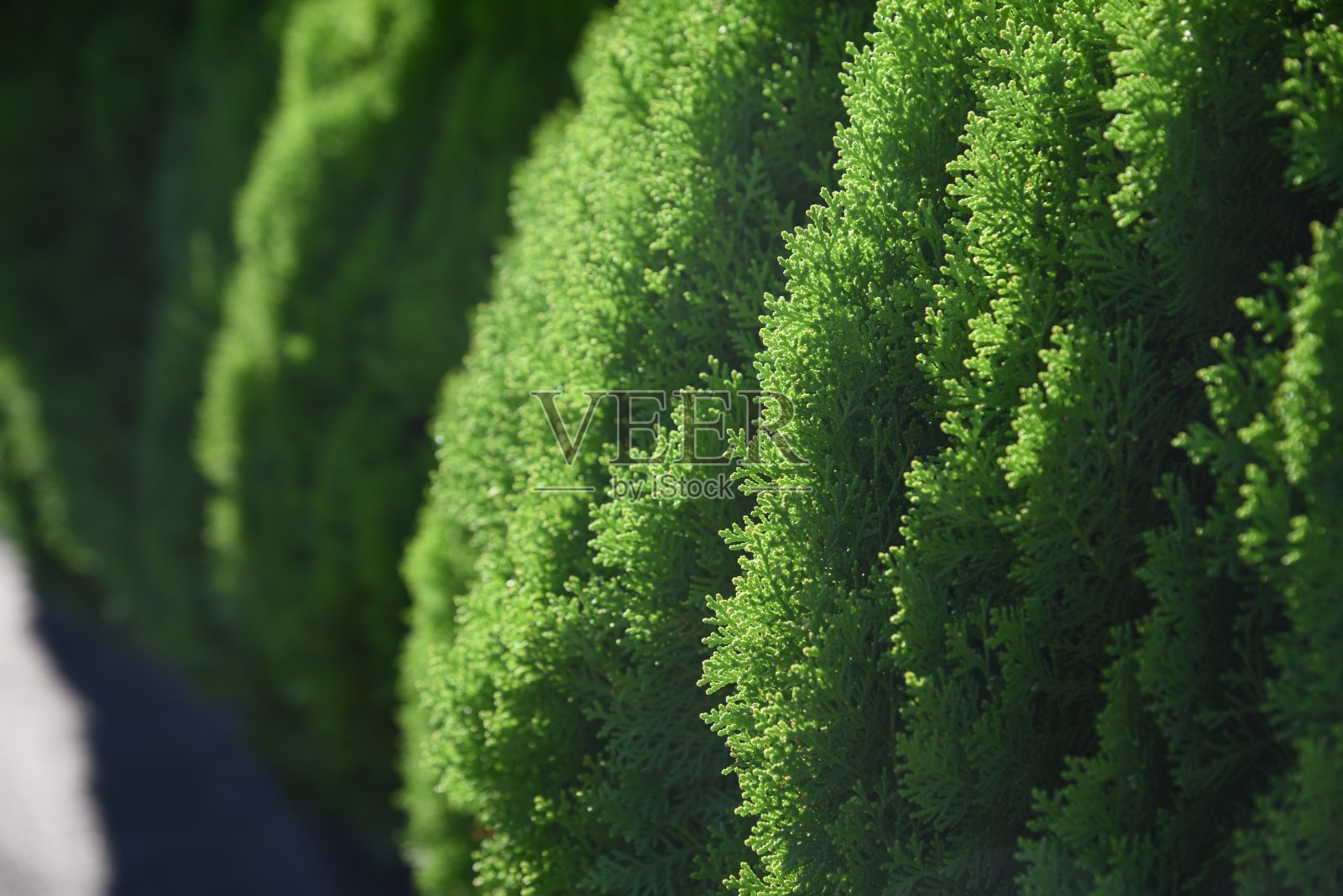 日本的柏树照片摄影图片