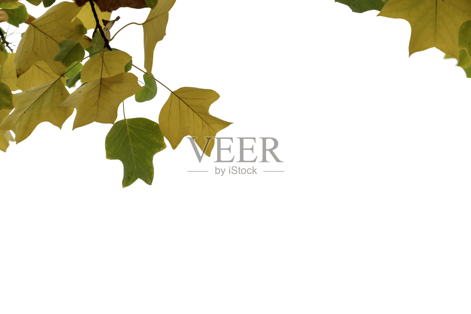 秋叶在孤立的白色背景,瑞士。照片摄影图片