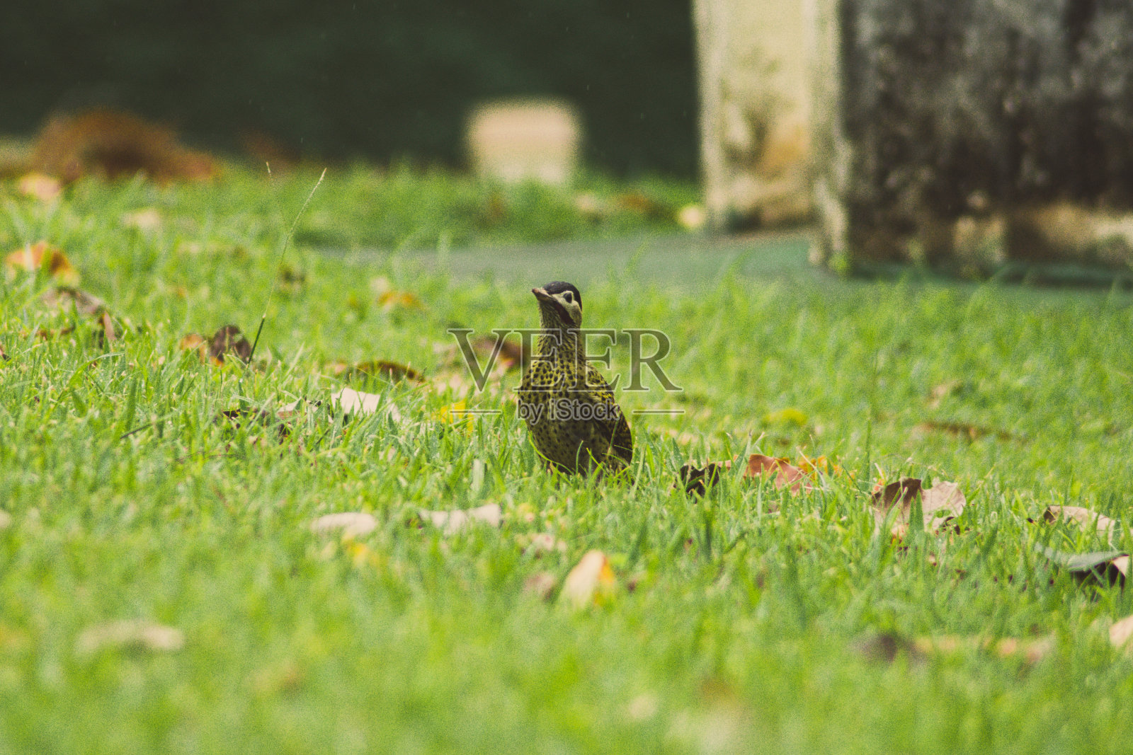Green-barred啄木鸟照片摄影图片
