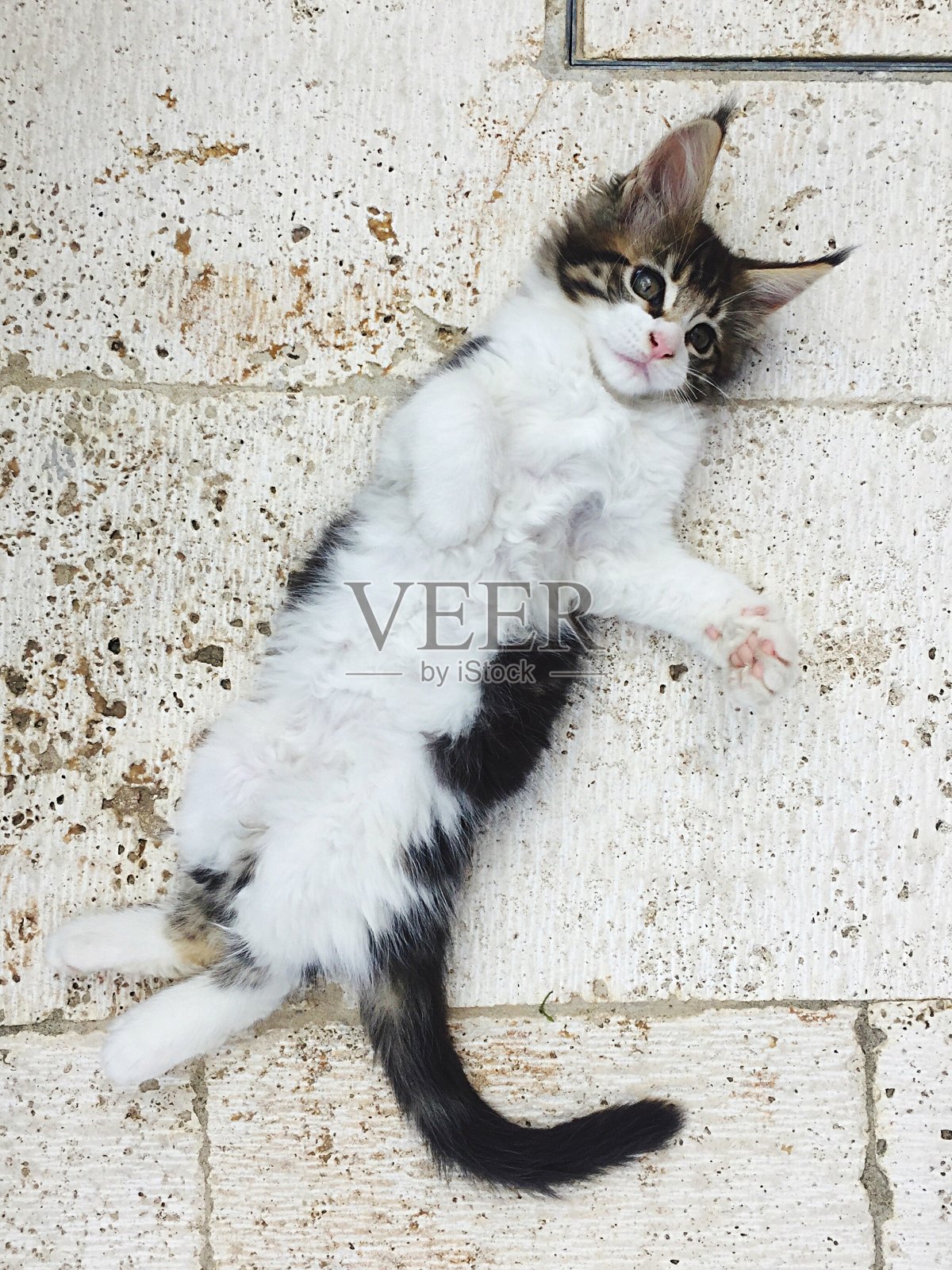 缅因库恩猫照片摄影图片