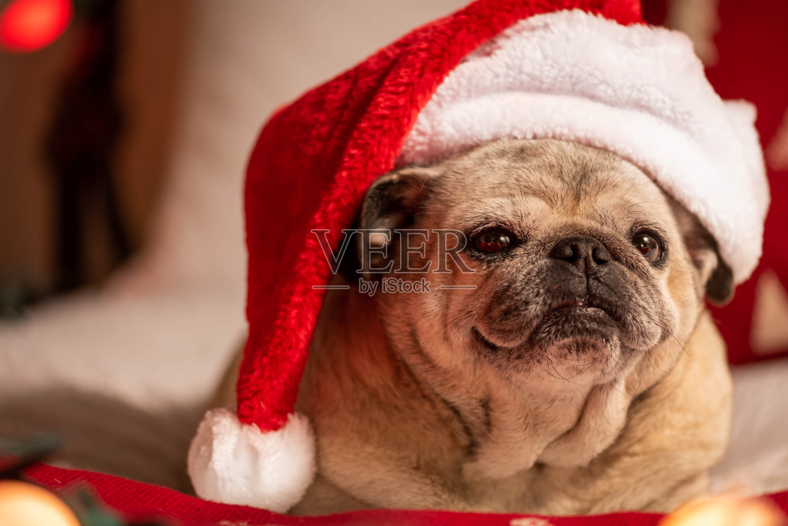 一只戴着圣诞老人帽子的哈巴狗。照片摄影图片