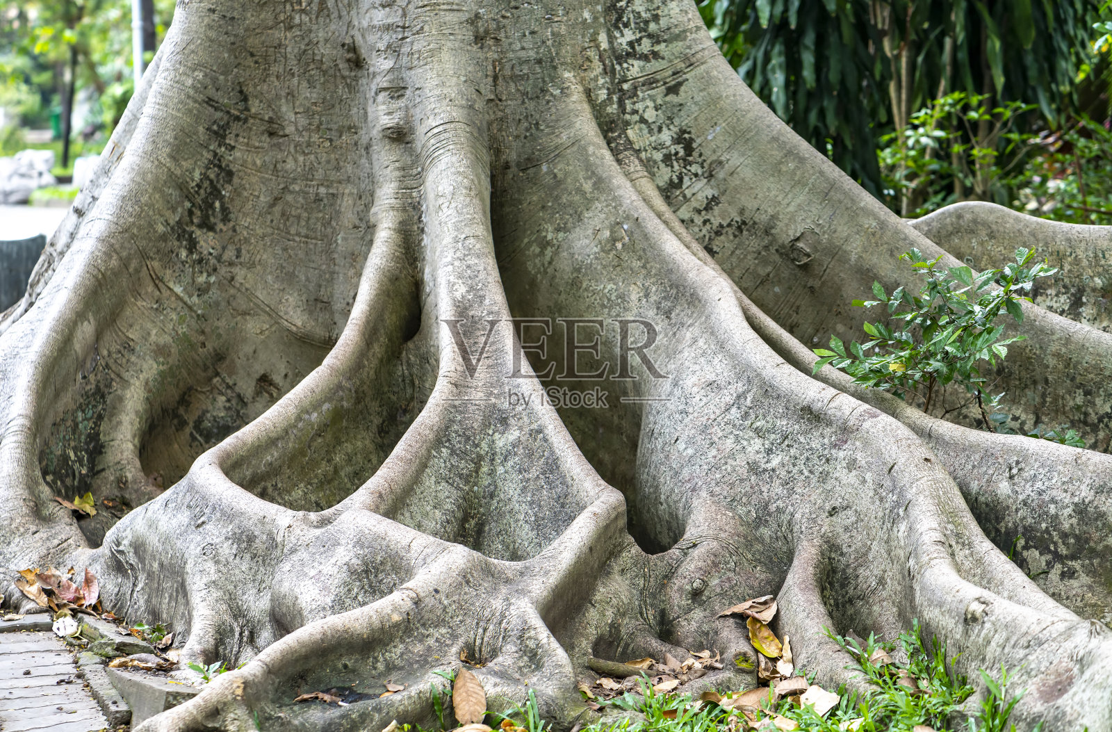 树根从地面伸出的榕树照片摄影图片