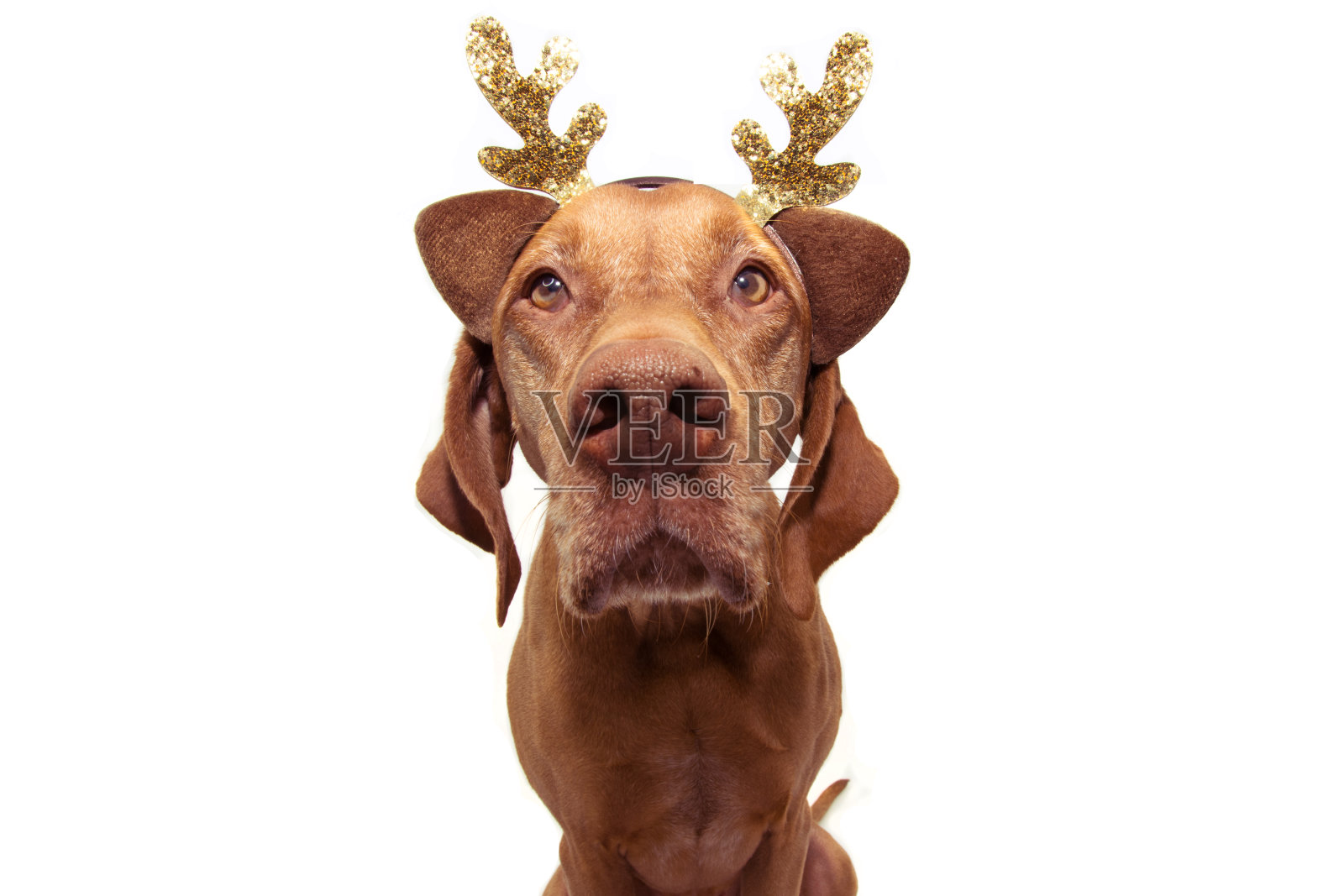滑稽的宠物狗装扮成驯鹿庆祝圣诞节。孤立在白色背景上。照片摄影图片