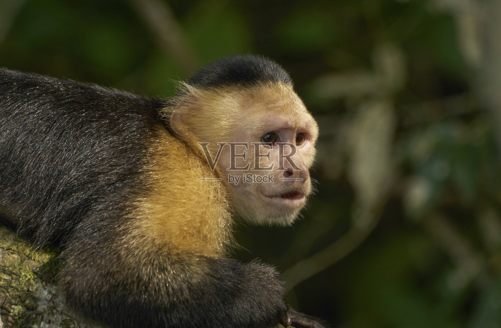可爱的野生白喉卷尾猴,在中美洲巴拿马的甘博亚国家公园照片摄影图片