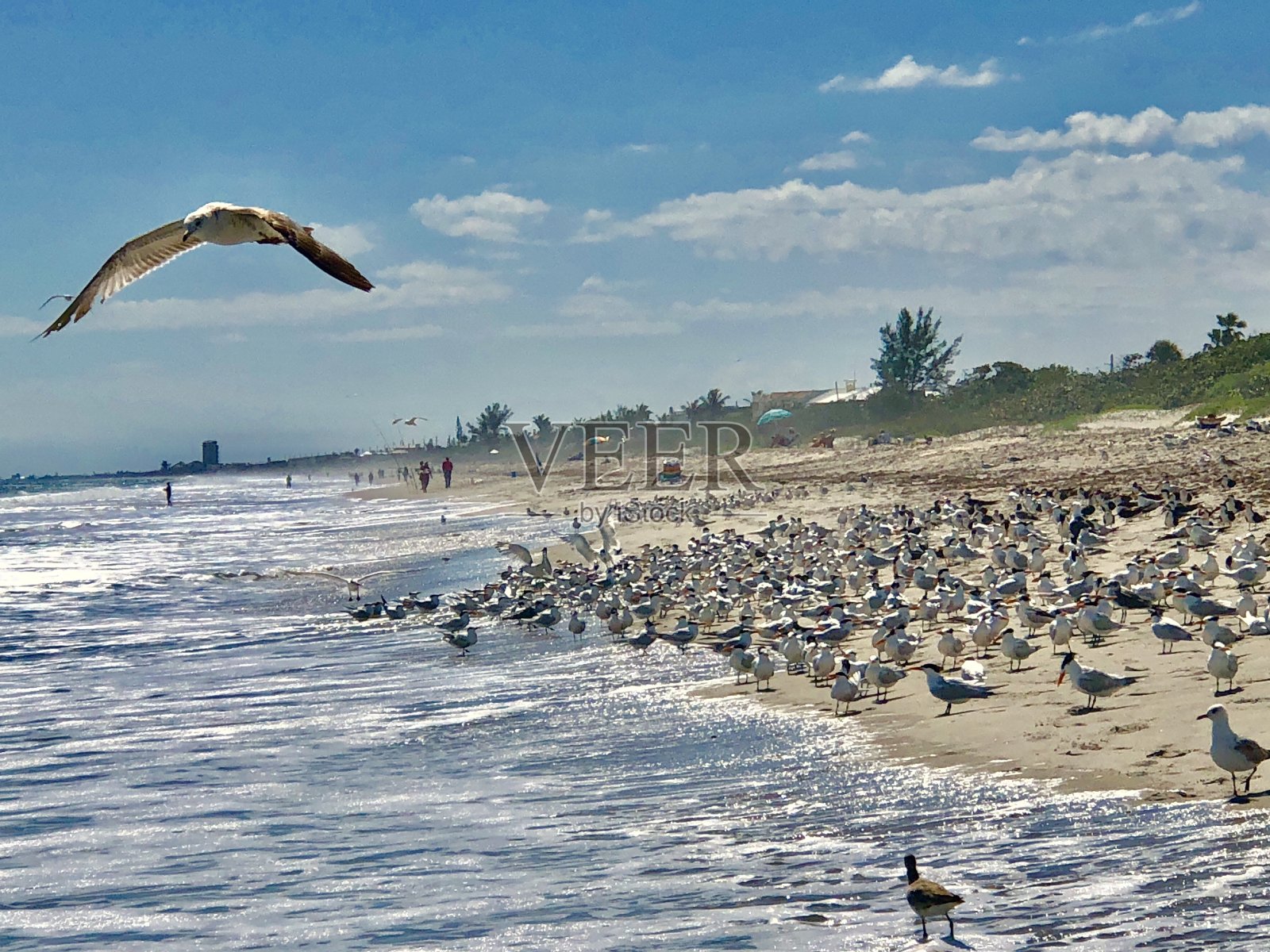 大西洋的海岸线上到处都是鸟儿,平静的海水和蔚蓝的天空。照片摄影图片