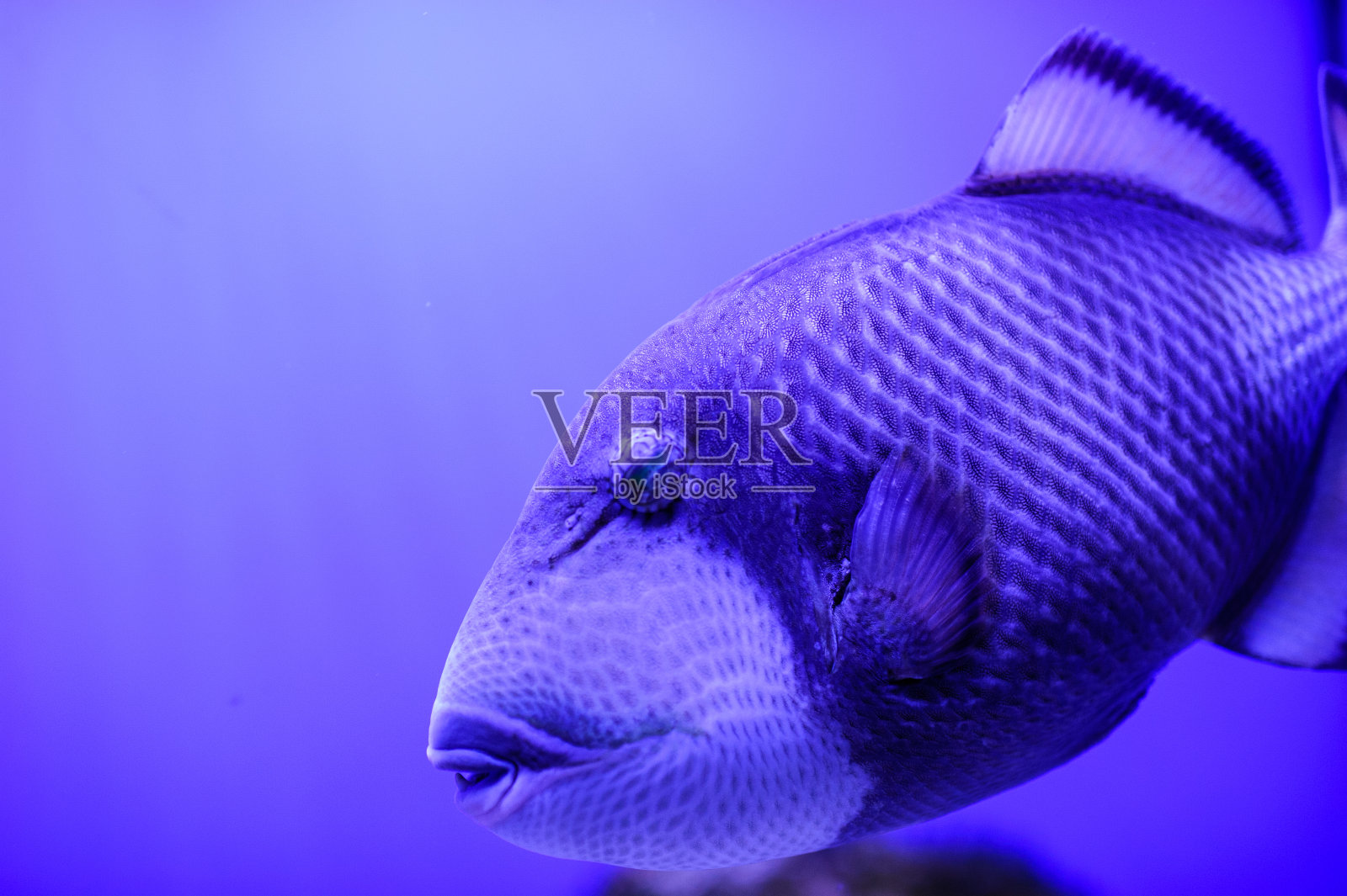 美丽的海底世界,有珊瑚和热带鱼。照片摄影图片