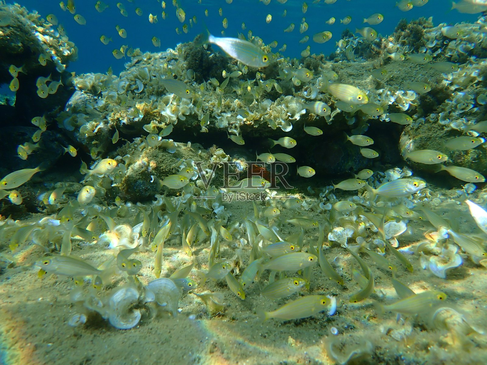 鲷鱼、梦鱼、鲷鱼、牛鲷或金线鱼)照片摄影图片