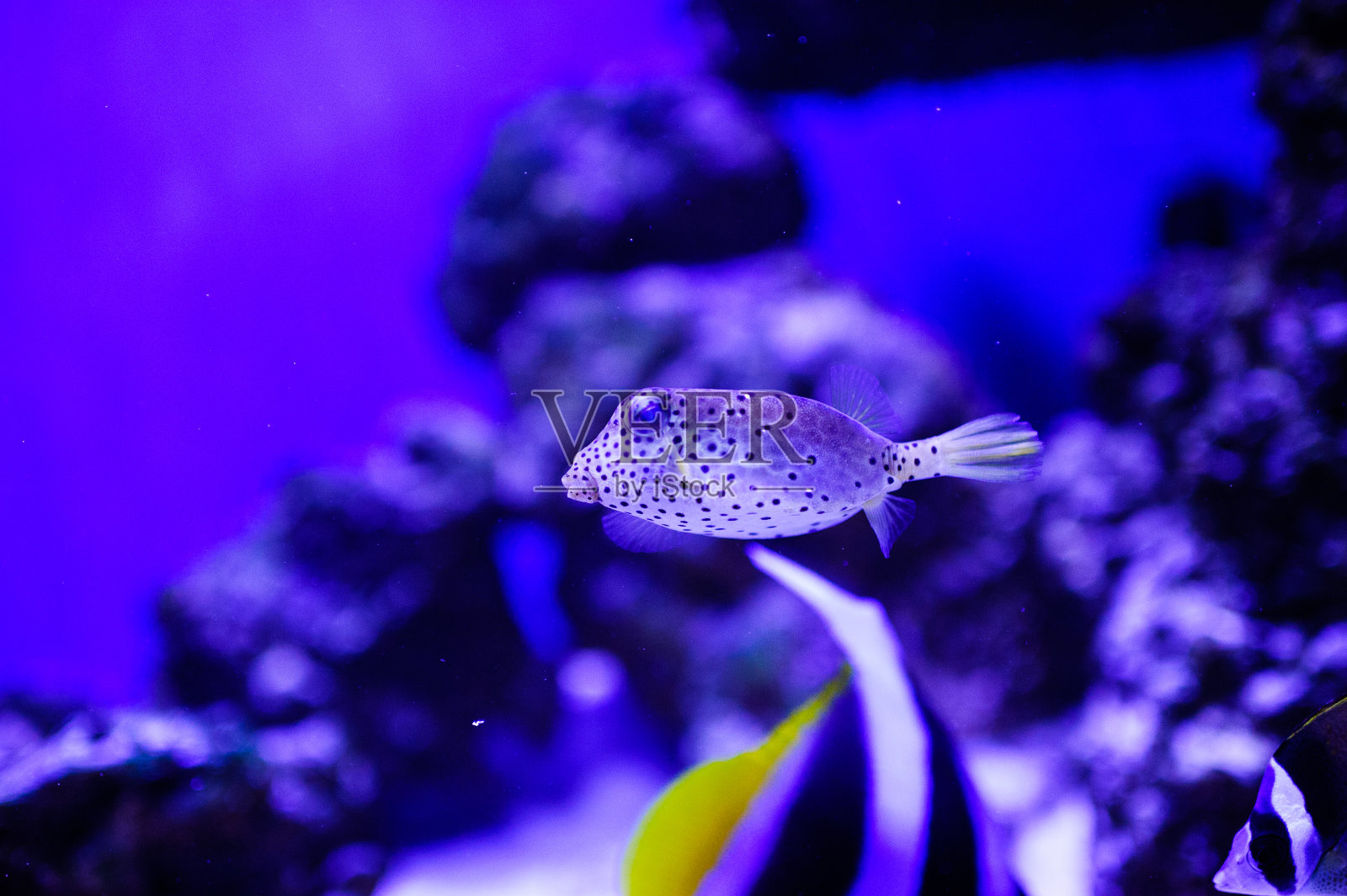 美丽的海底世界,有珊瑚和热带鱼。照片摄影图片