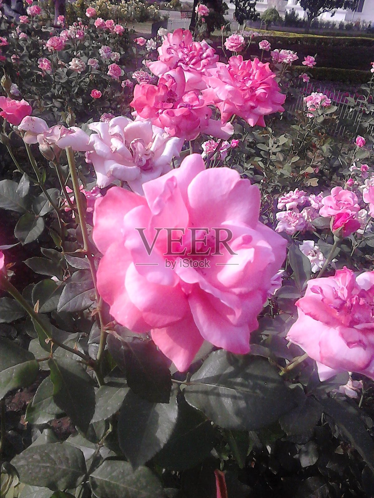 粉色的玫瑰花朵照片摄影图片