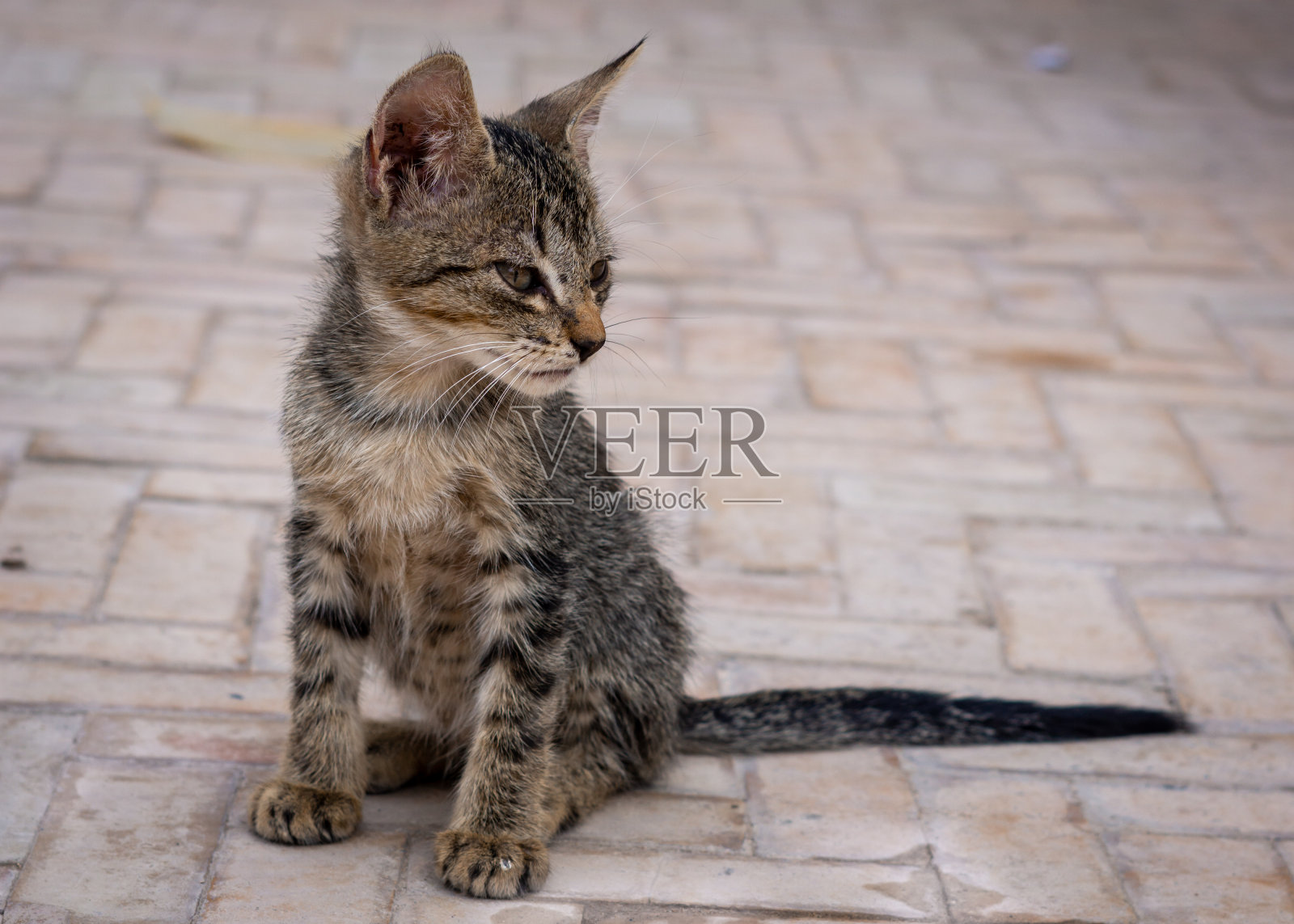 无家可归的流浪猫照片摄影图片