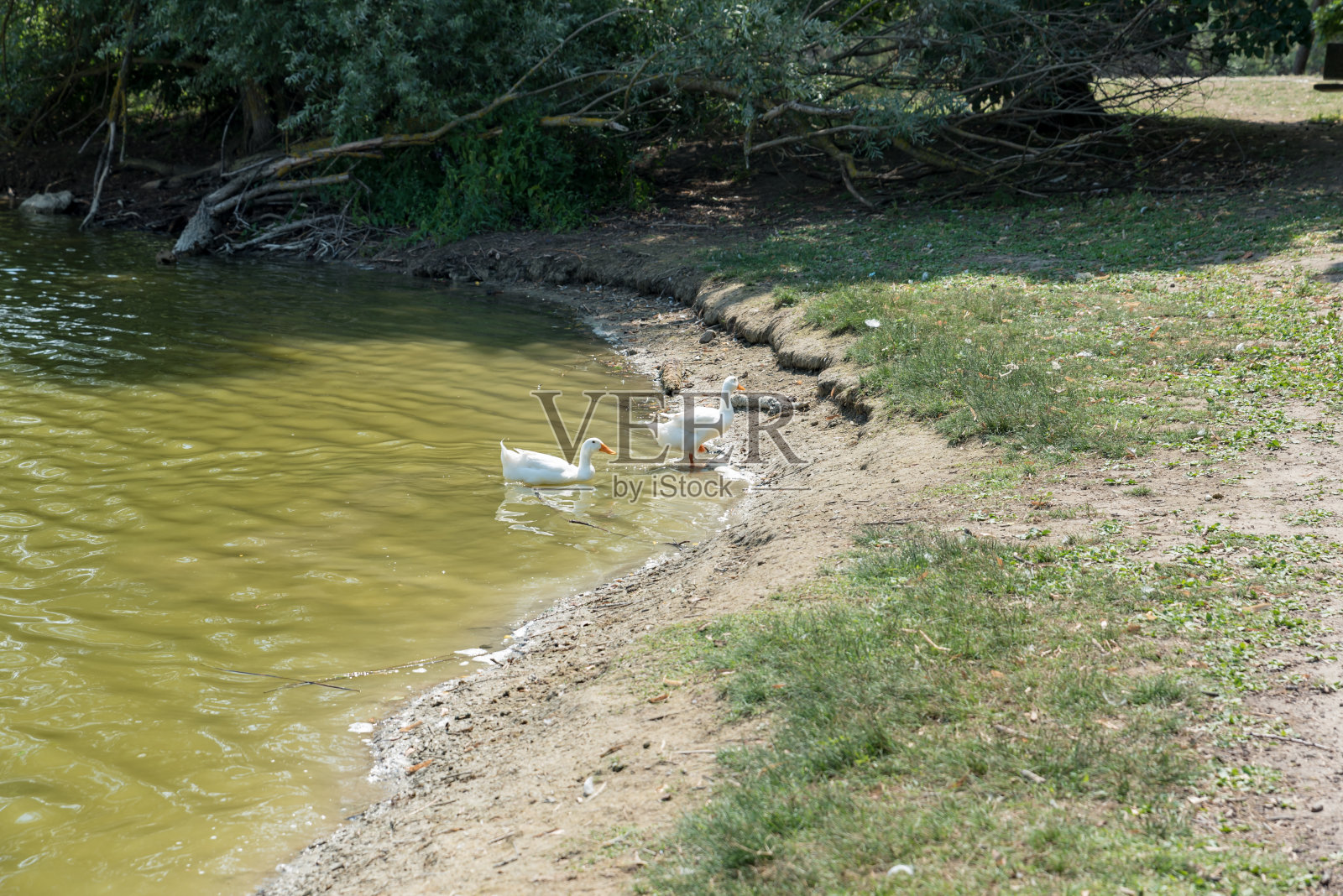 一对白色的鸭子照片摄影图片
