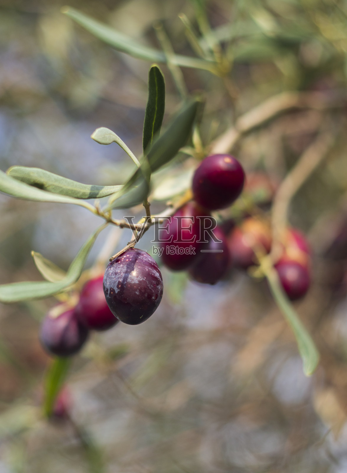 在一个阳光明媚的日子里,在希腊的一个岛上,树上的成熟橄榄照片摄影图片