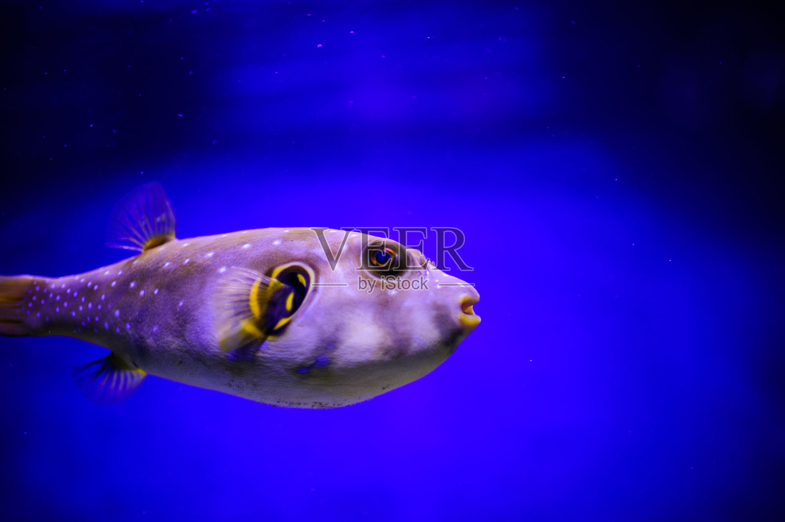 美丽的海底世界,有珊瑚和热带鱼。照片摄影图片