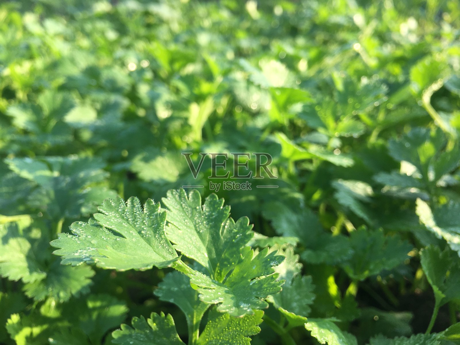 花园里的香菜幼苗照片摄影图片