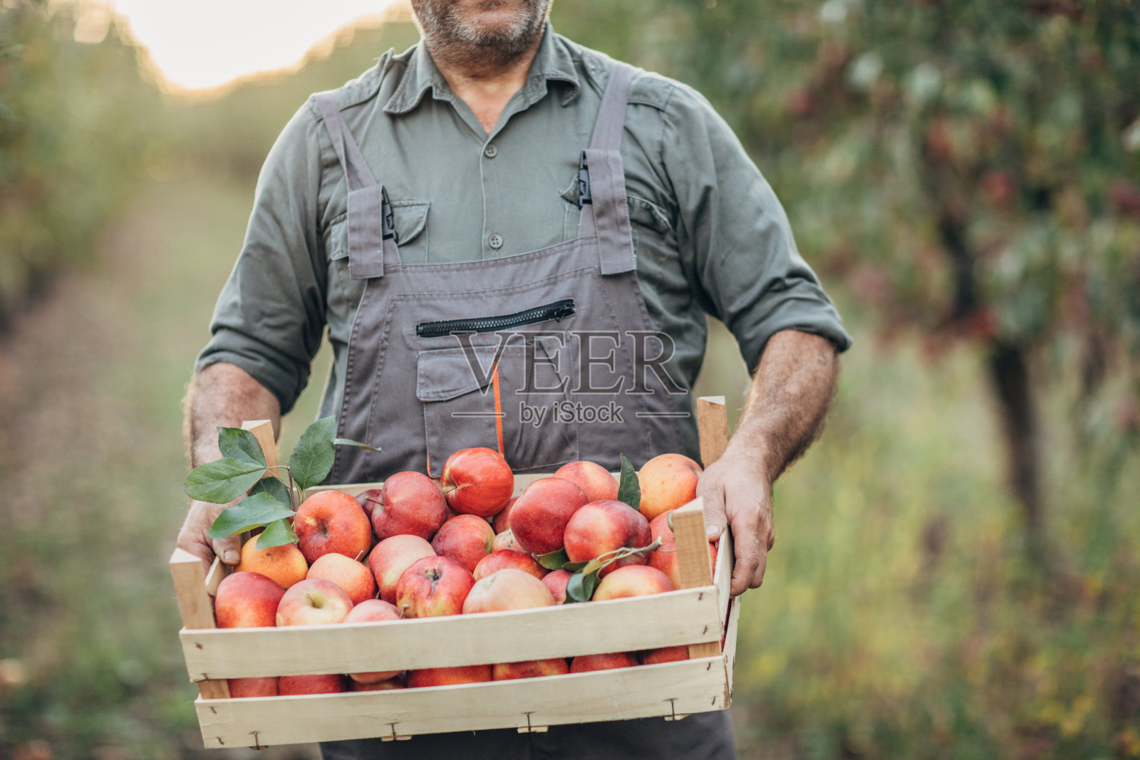 农夫带着一箱熟苹果穿过果园照片摄影图片