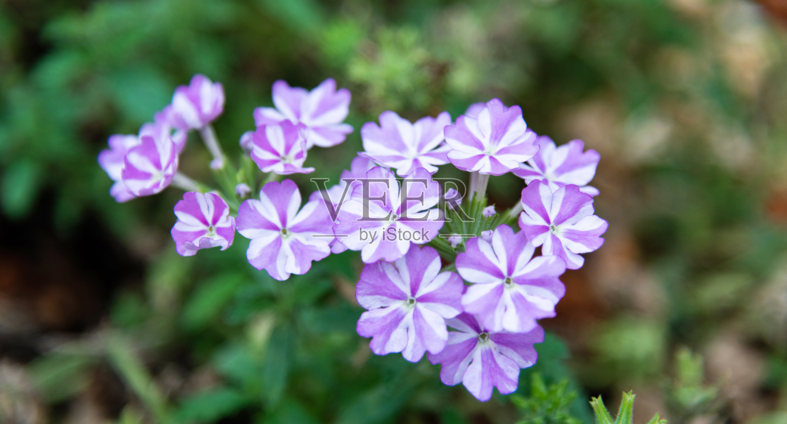 公园里盛开的马鞭草花照片摄影图片