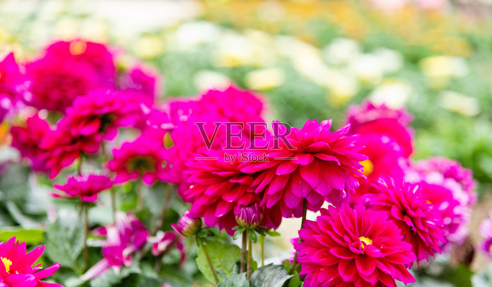 粉红色的大丽花在公园里盛开照片摄影图片