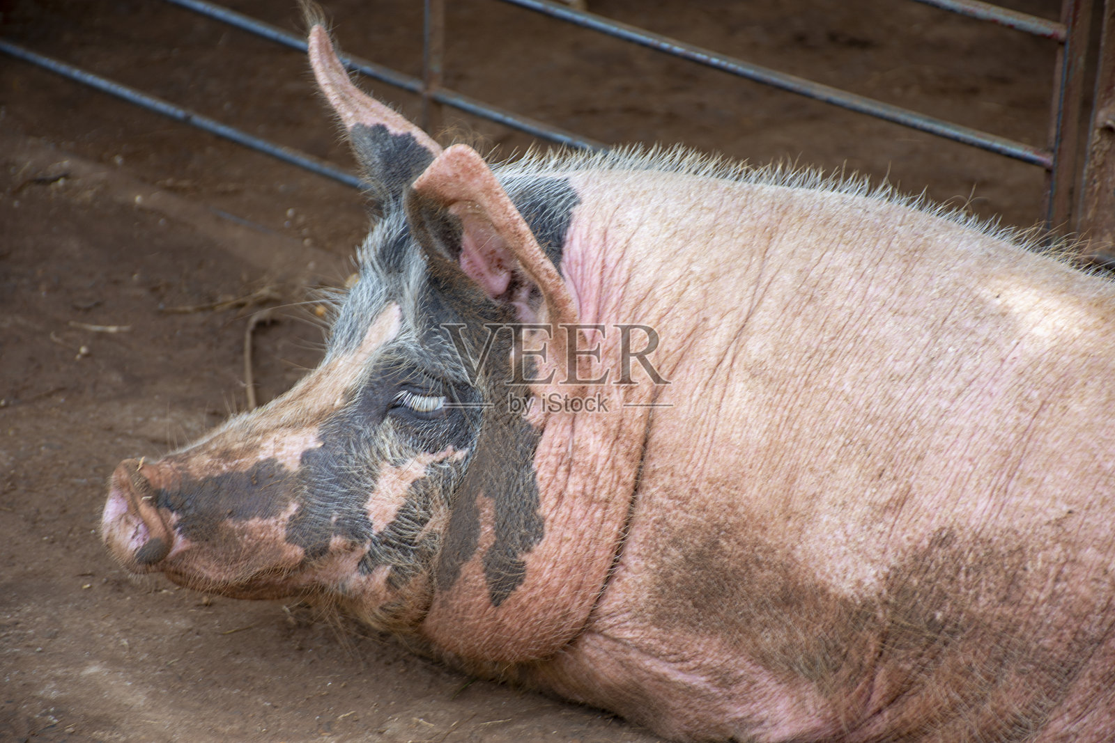 猪照片摄影图片