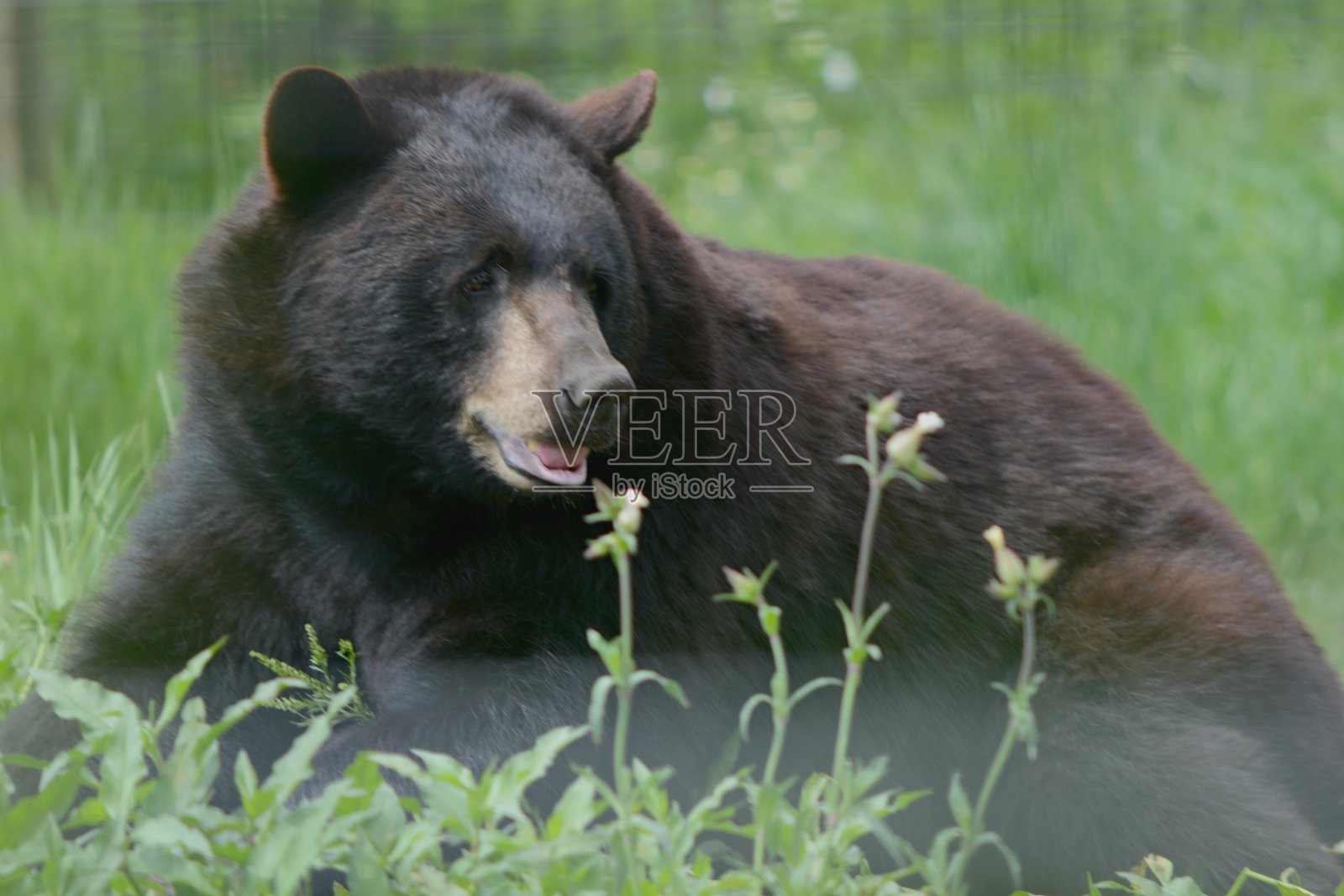 夏季黑熊研究照片摄影图片