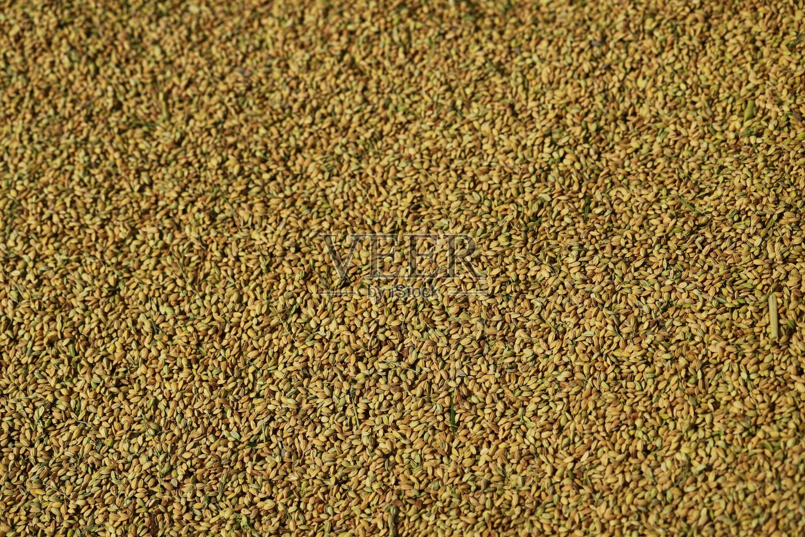 谷物和水稻照片摄影图片