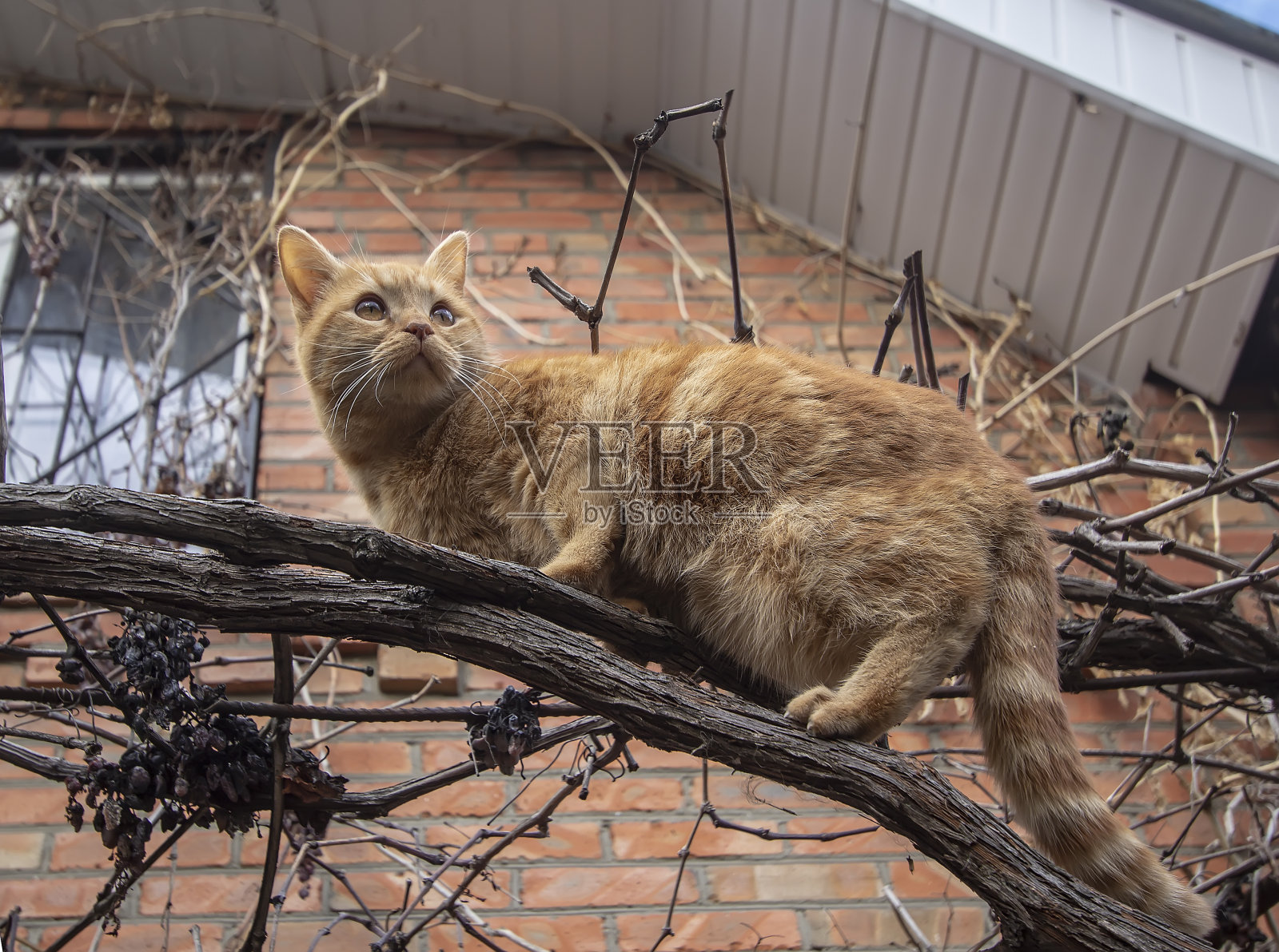 红猫坐在葡萄园里照片摄影图片