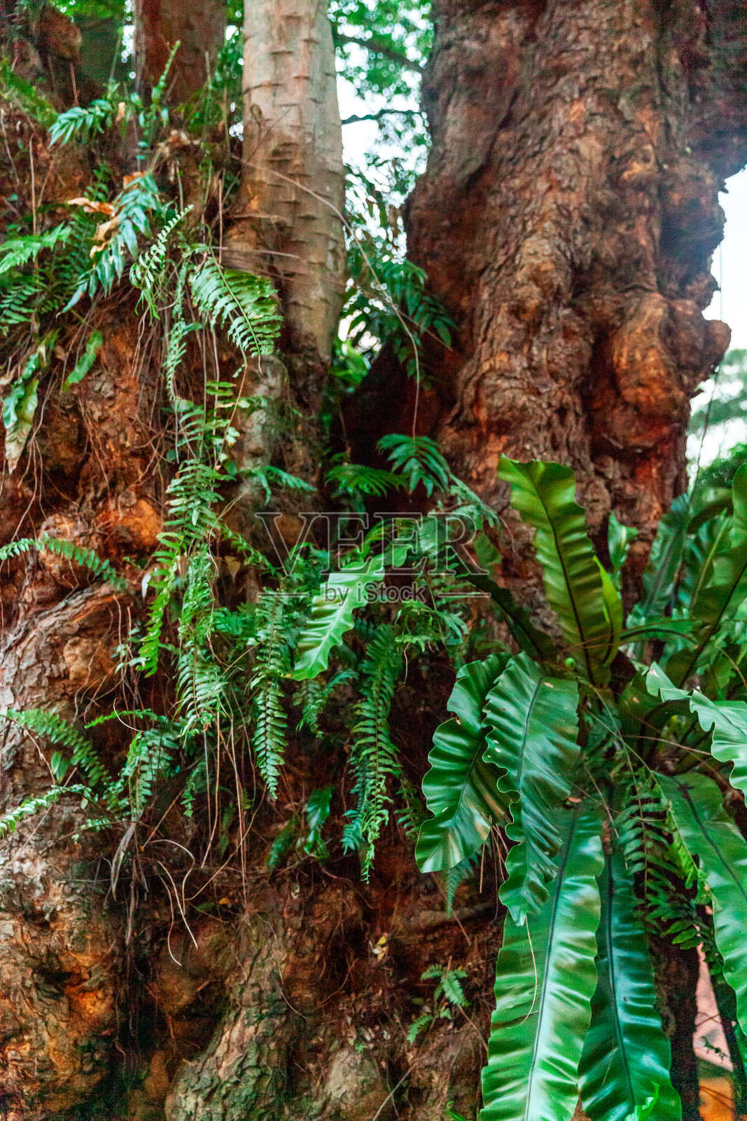 亚洲树的根和叶的质地照片摄影图片