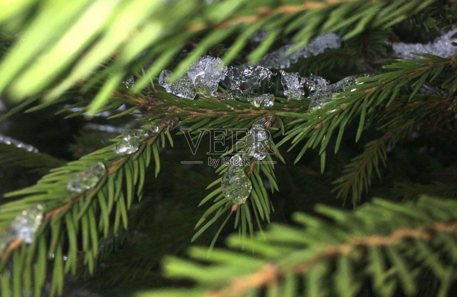 冬天照片摄影图片