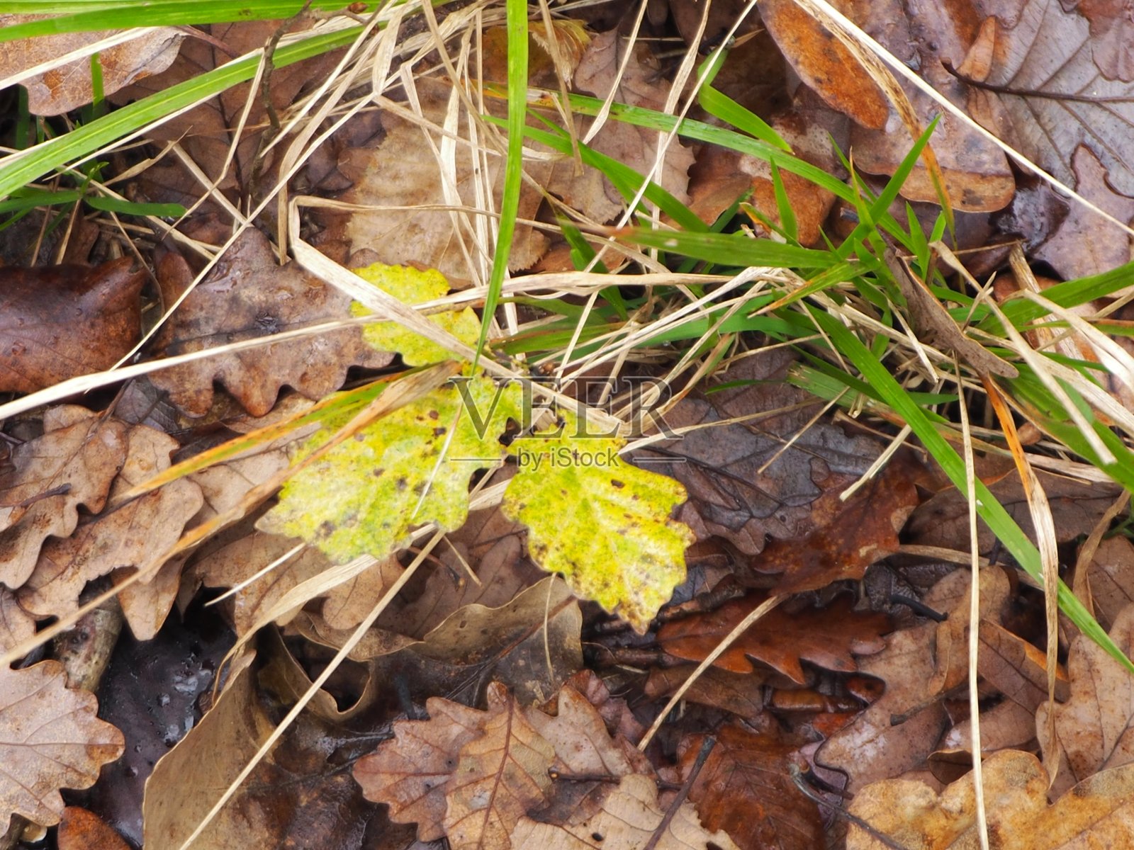 秋天的树叶和树木都变黄了照片摄影图片