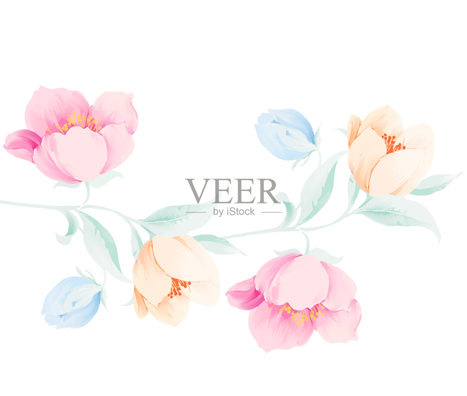 淡雅美丽的水彩玫瑰花插画图片素材