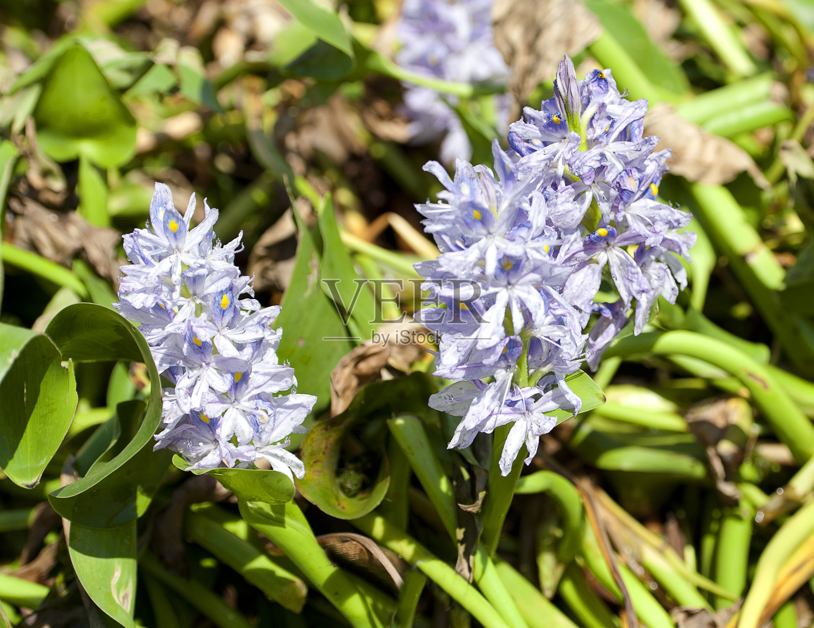 水葫芦盛开,茵莱湖,掸邦,缅甸照片摄影图片