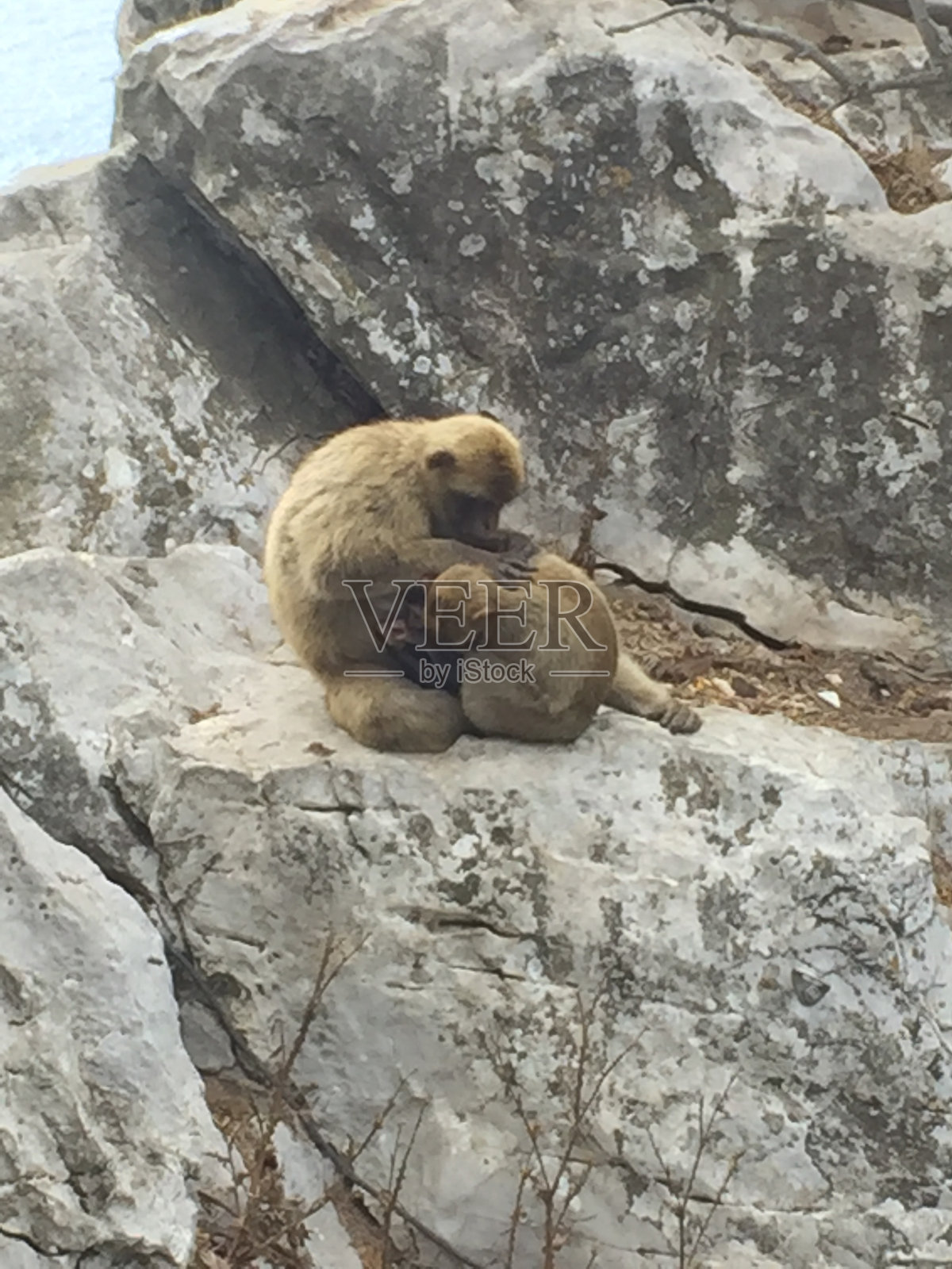 猴子们在一块石头上玩耍照片摄影图片