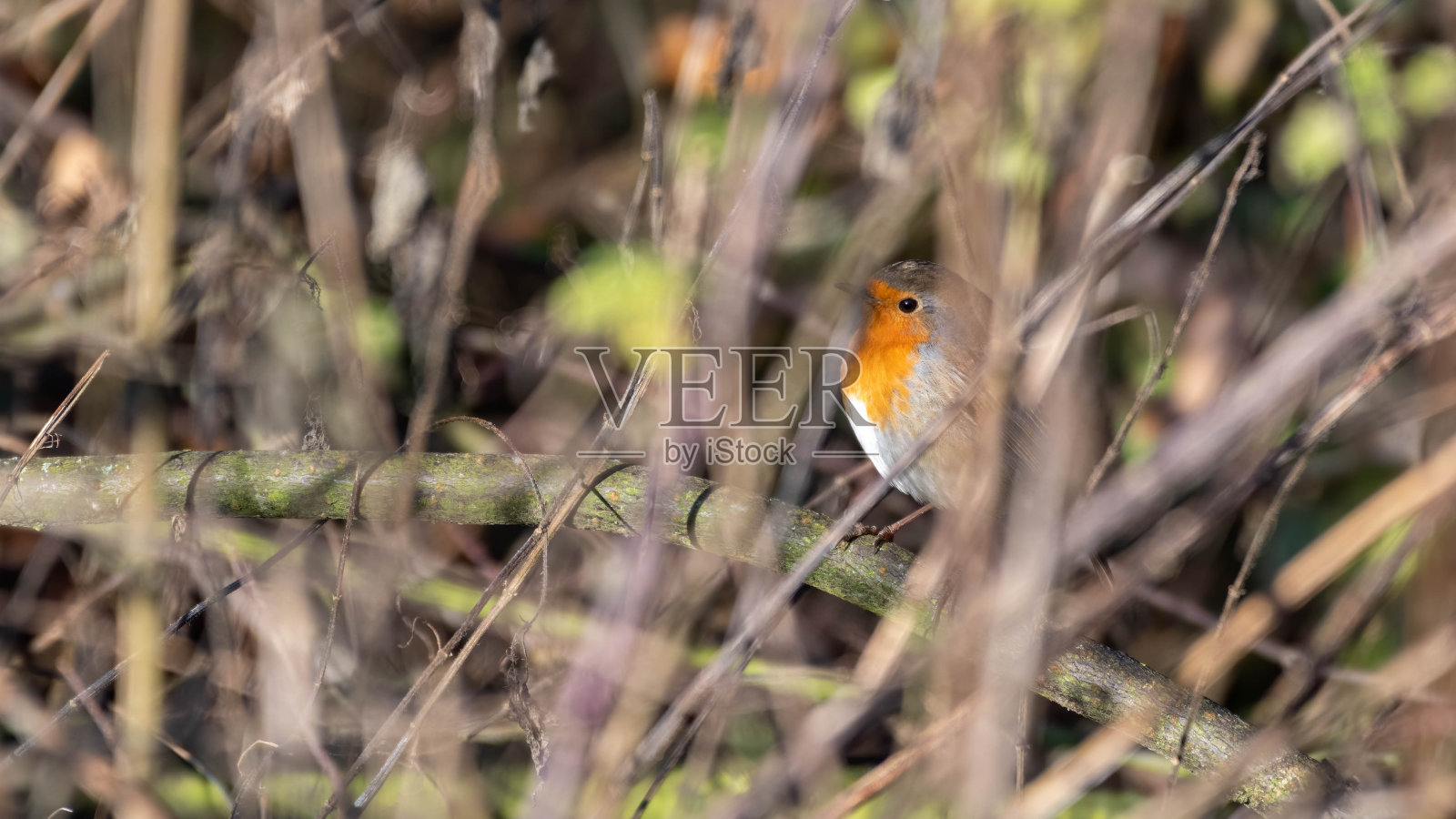 在树枝间窥视的欧洲知更鸟照片摄影图片