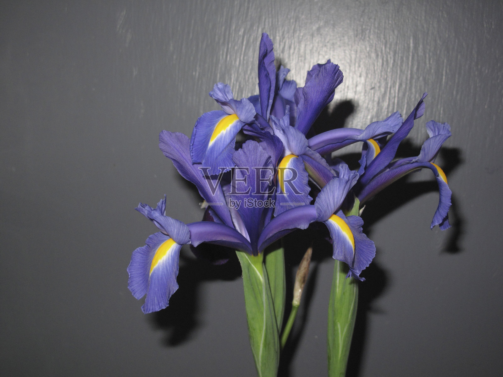 虹膜hollandica照片摄影图片