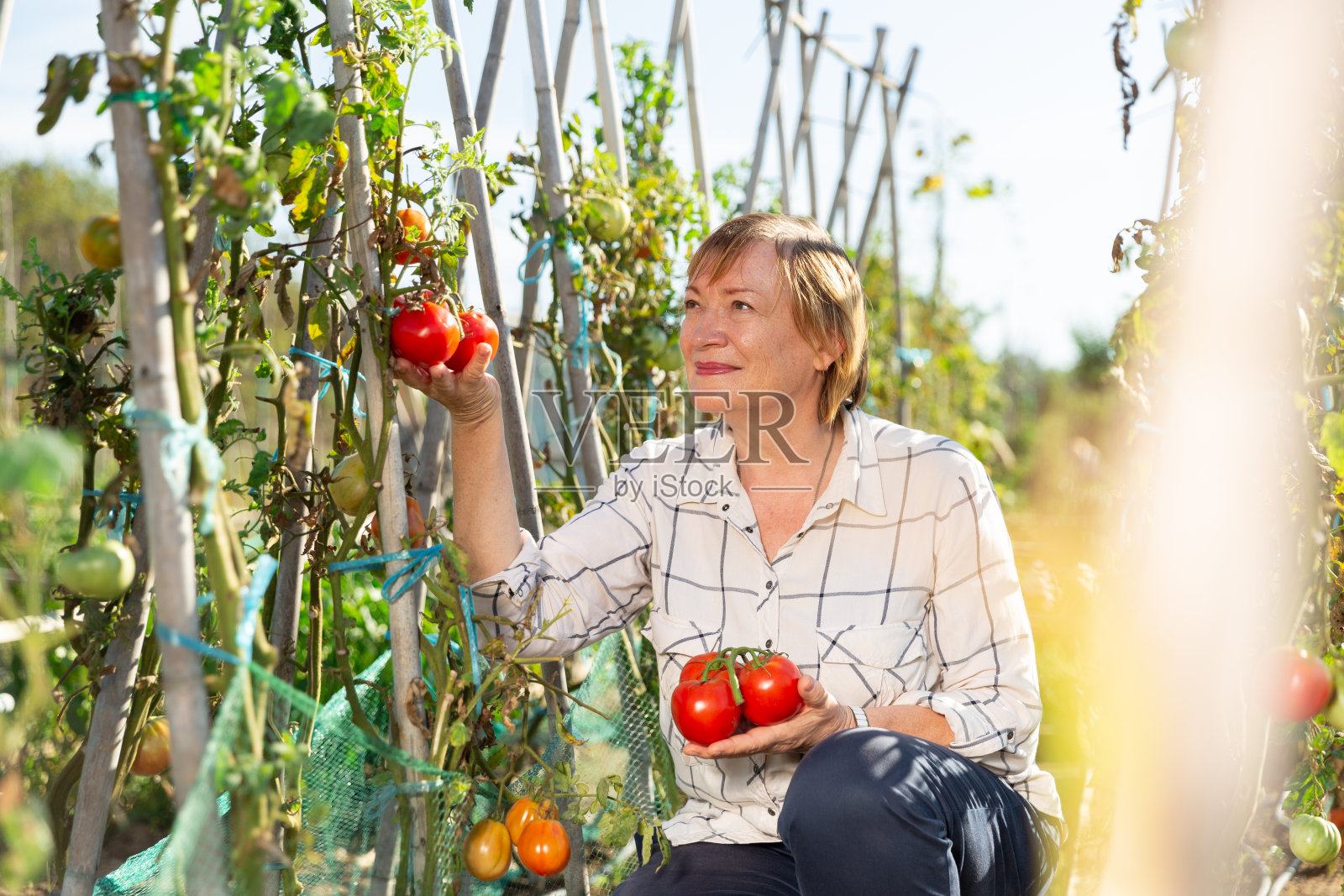 老年妇女的肖像与收获西红柿的田地照片摄影图片