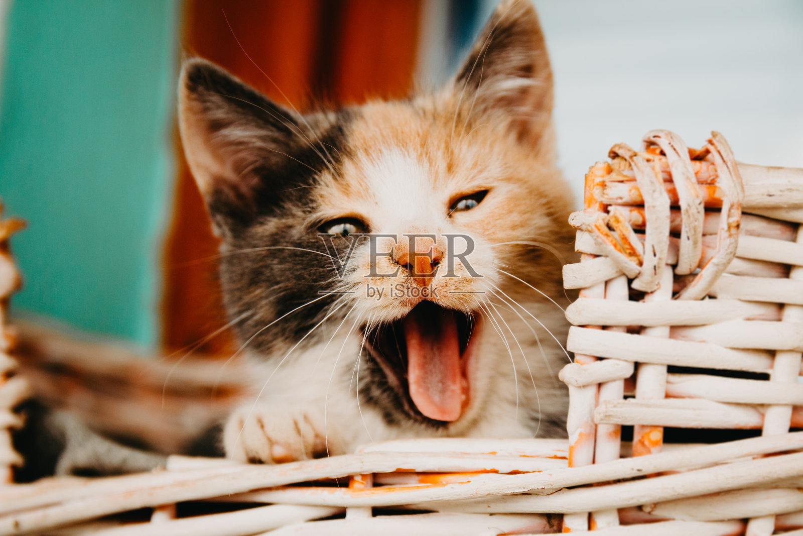 凯蒂坐在篮子里打哈欠照片摄影图片