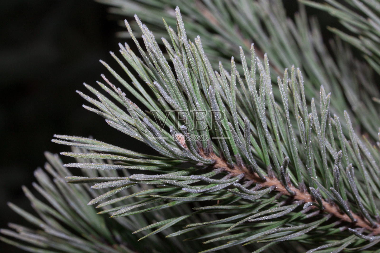 美丽的松树枝头被白霜覆盖着。关闭了。照片摄影图片