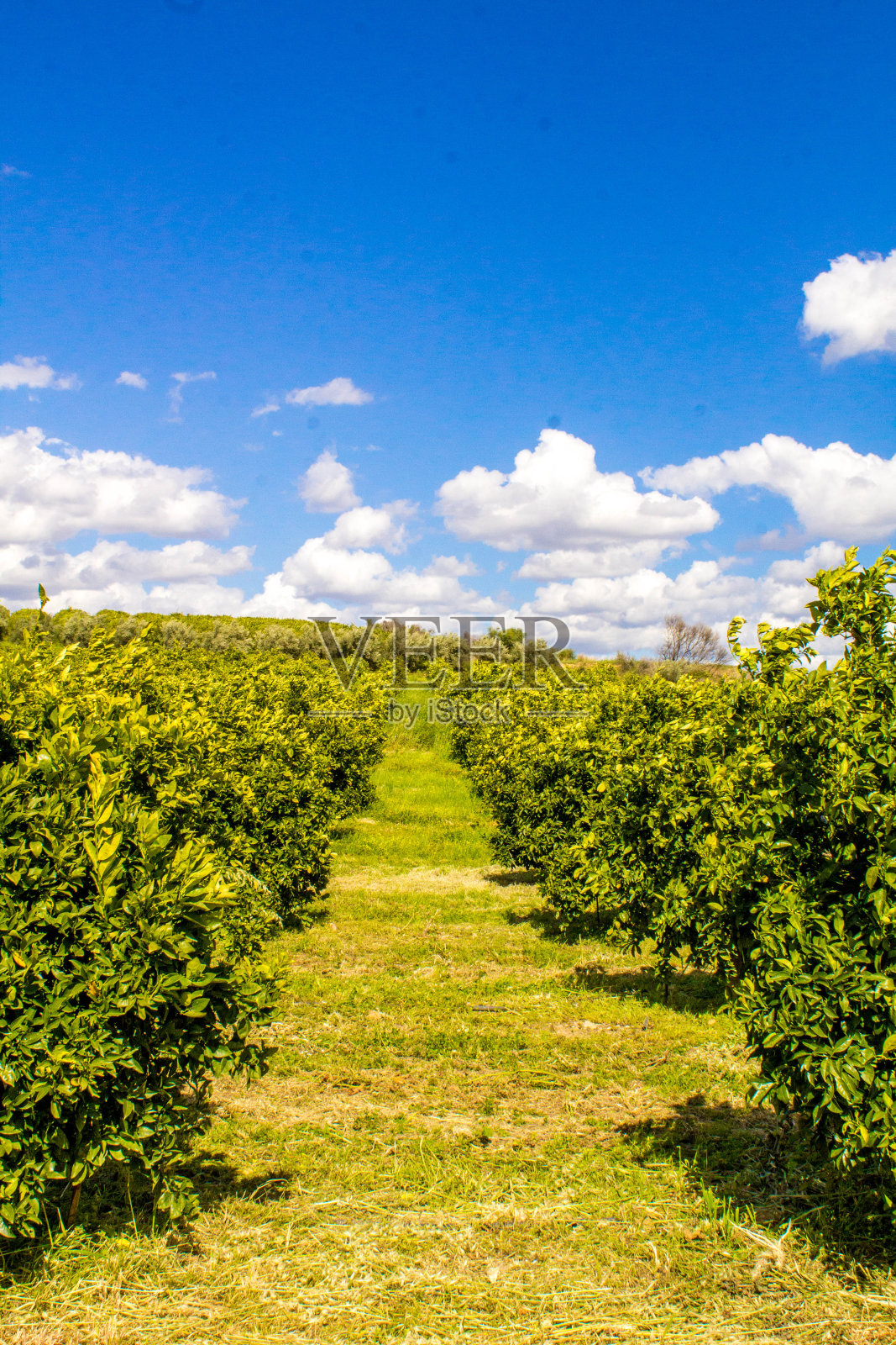 西西里岛的兰花照片摄影图片