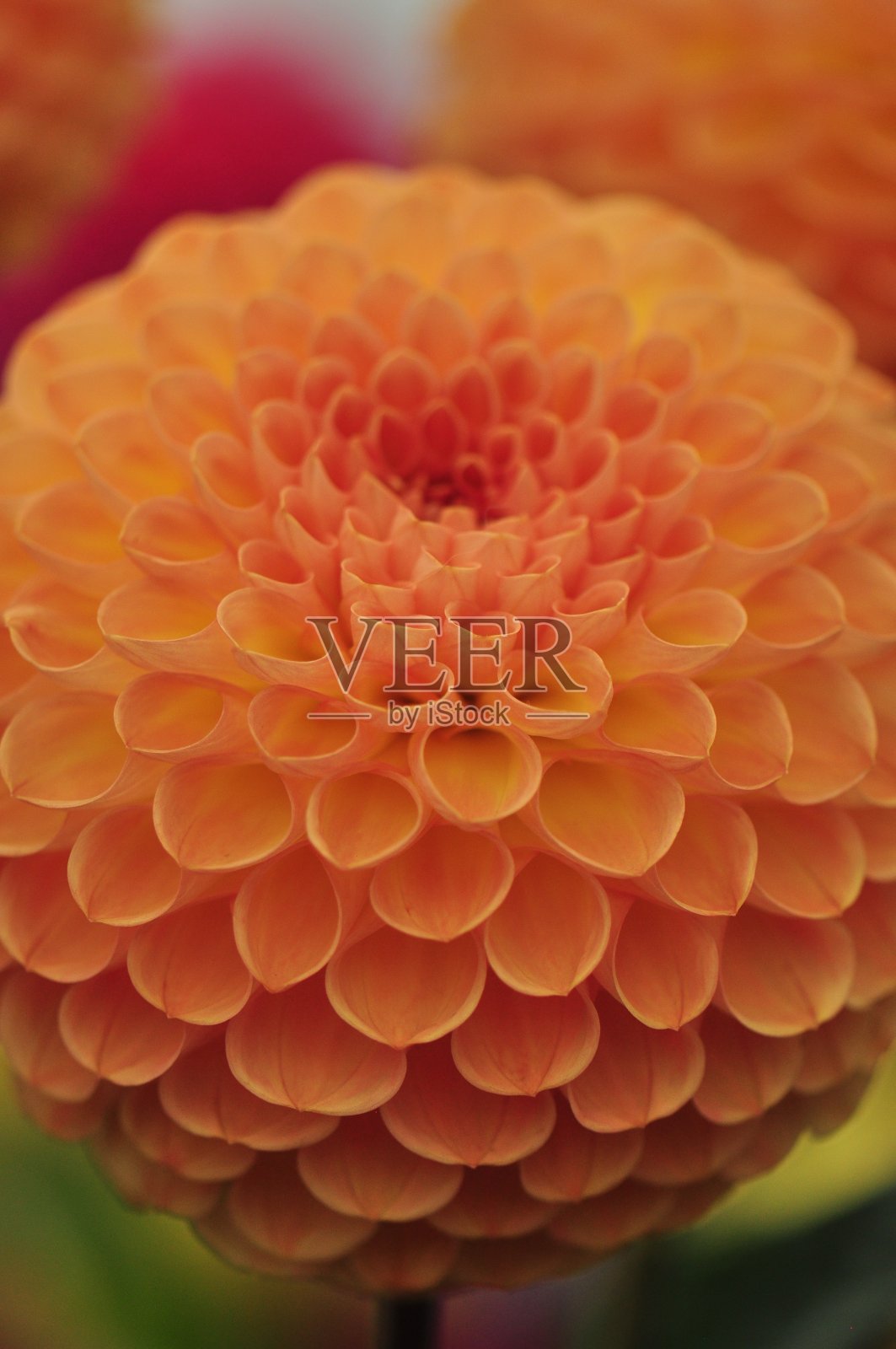 壮观的栽培大丽花在一系列的颜色,形状和大小照片摄影图片