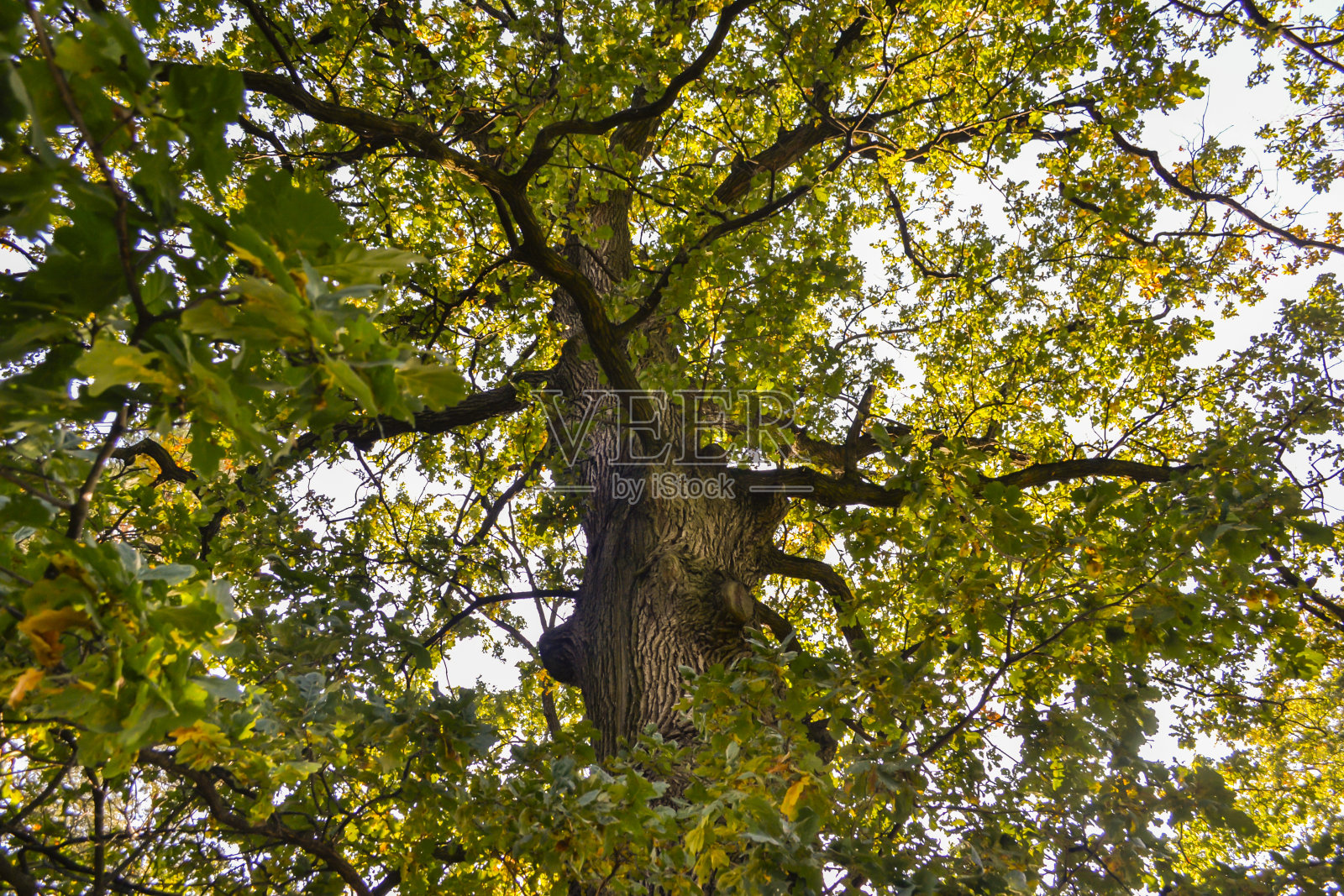 世纪的橡树。照片摄影图片