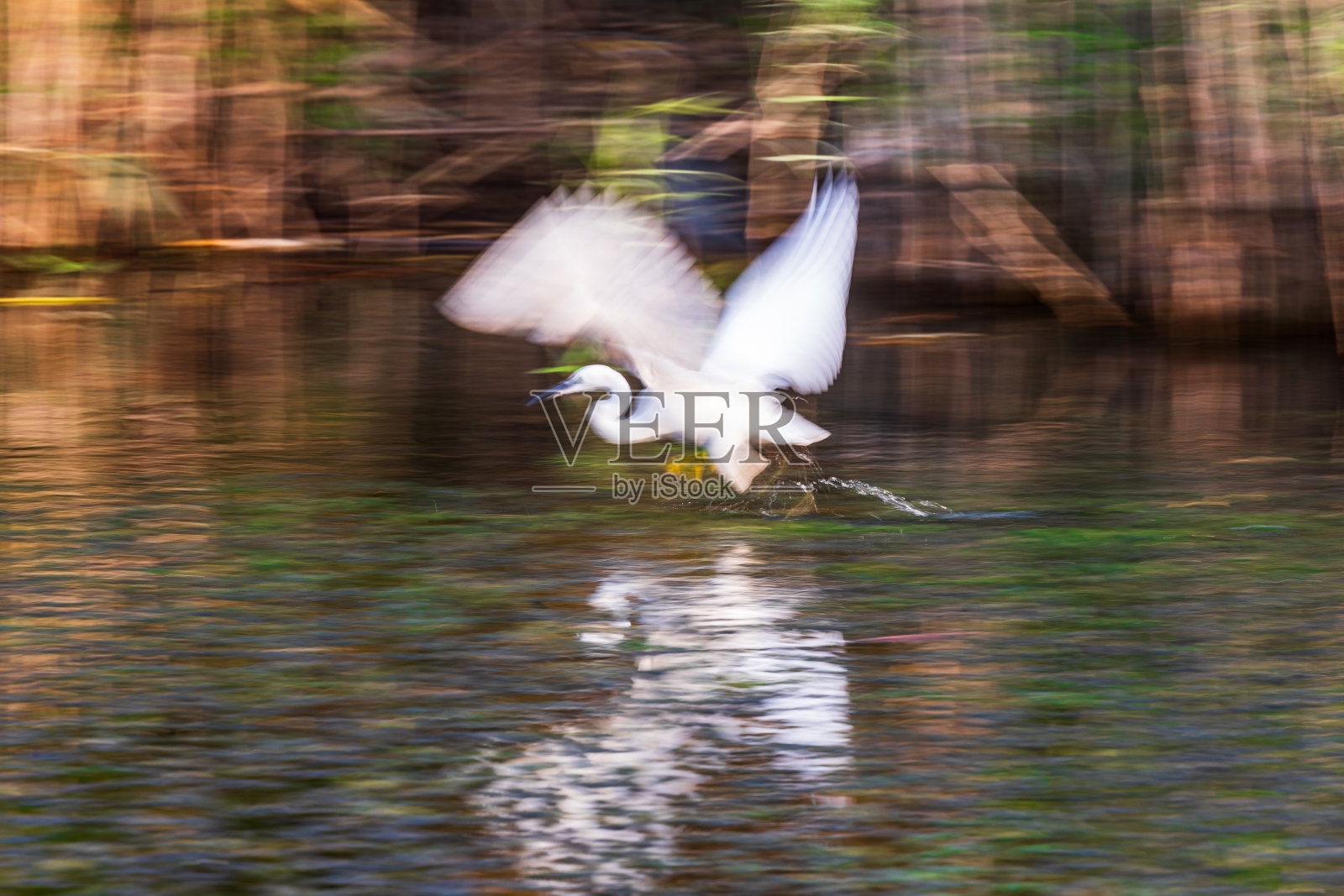 尼罗河沿岸飞行的大白鹭照片摄影图片