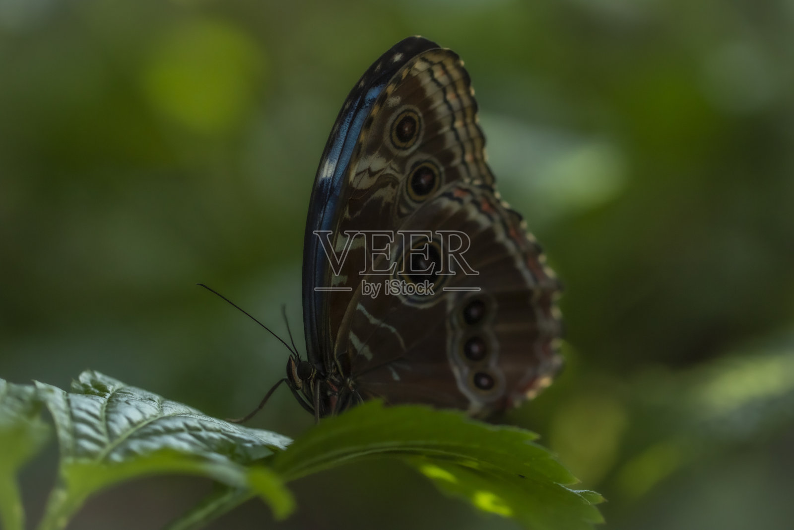 蝴蝶照片摄影图片