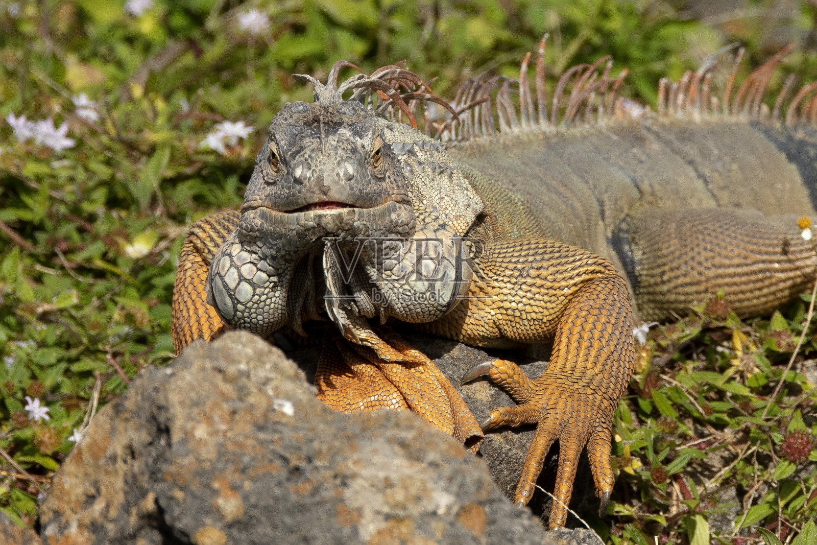 鬣蜥照片摄影图片