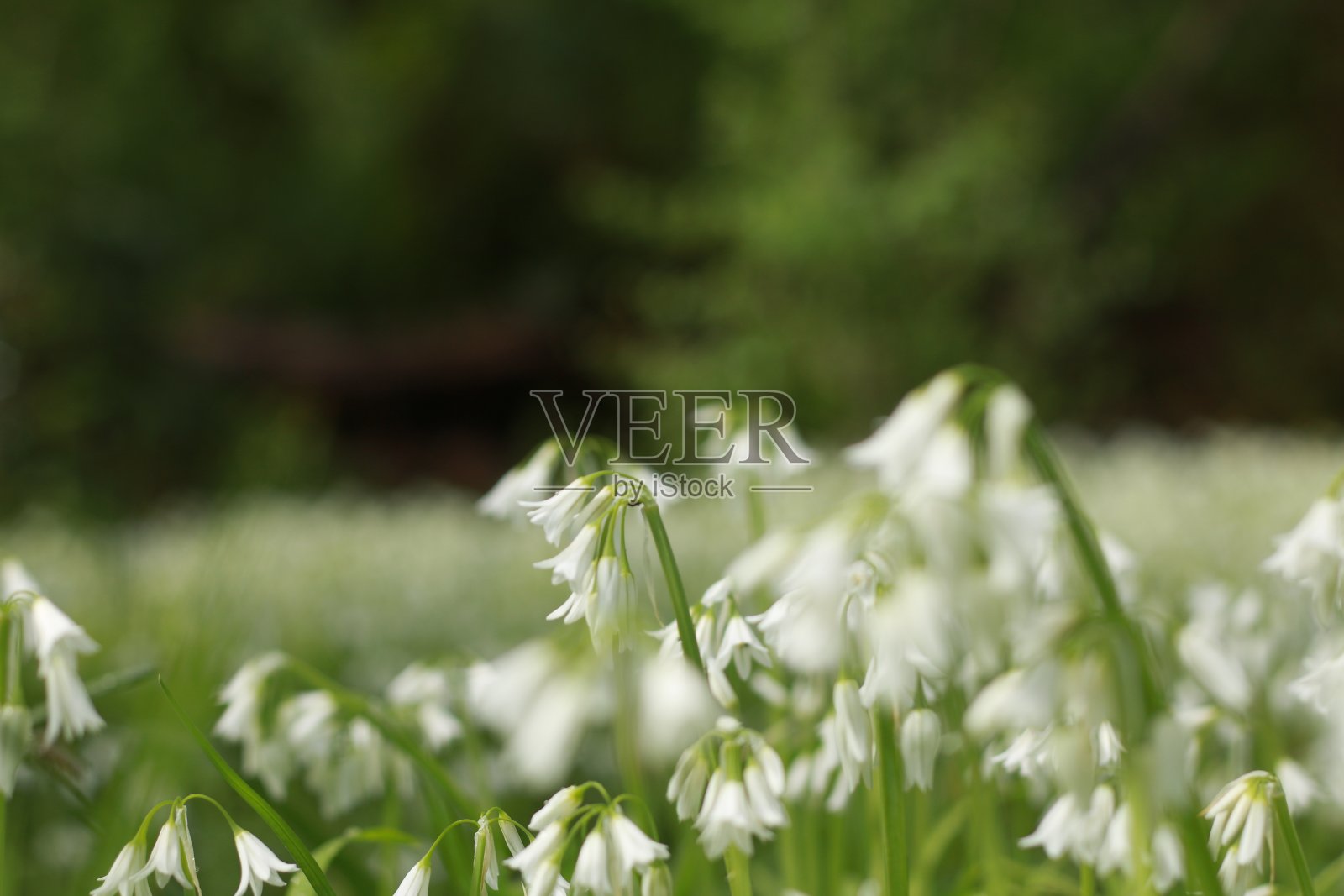 一场春雨过后,透过茂密的绿色田野,看到了澳大利亚维多利亚的乡村照片摄影图片