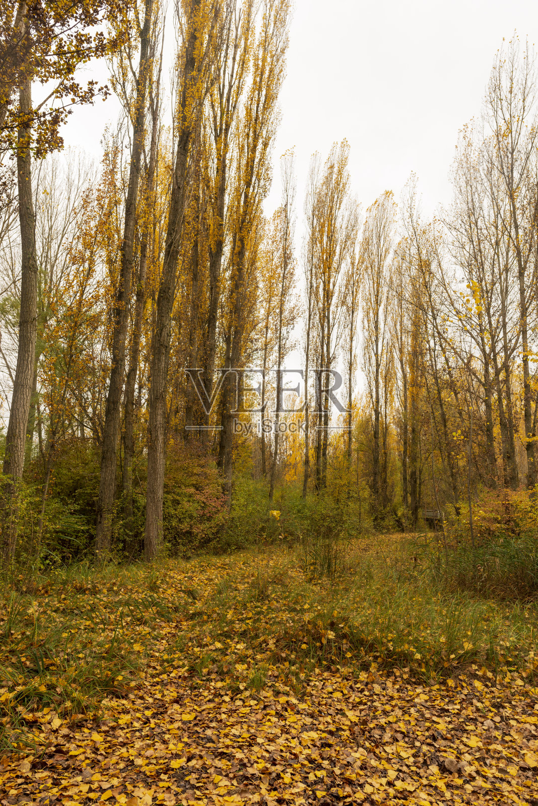 穿过秋天的森林,索里亚照片摄影图片