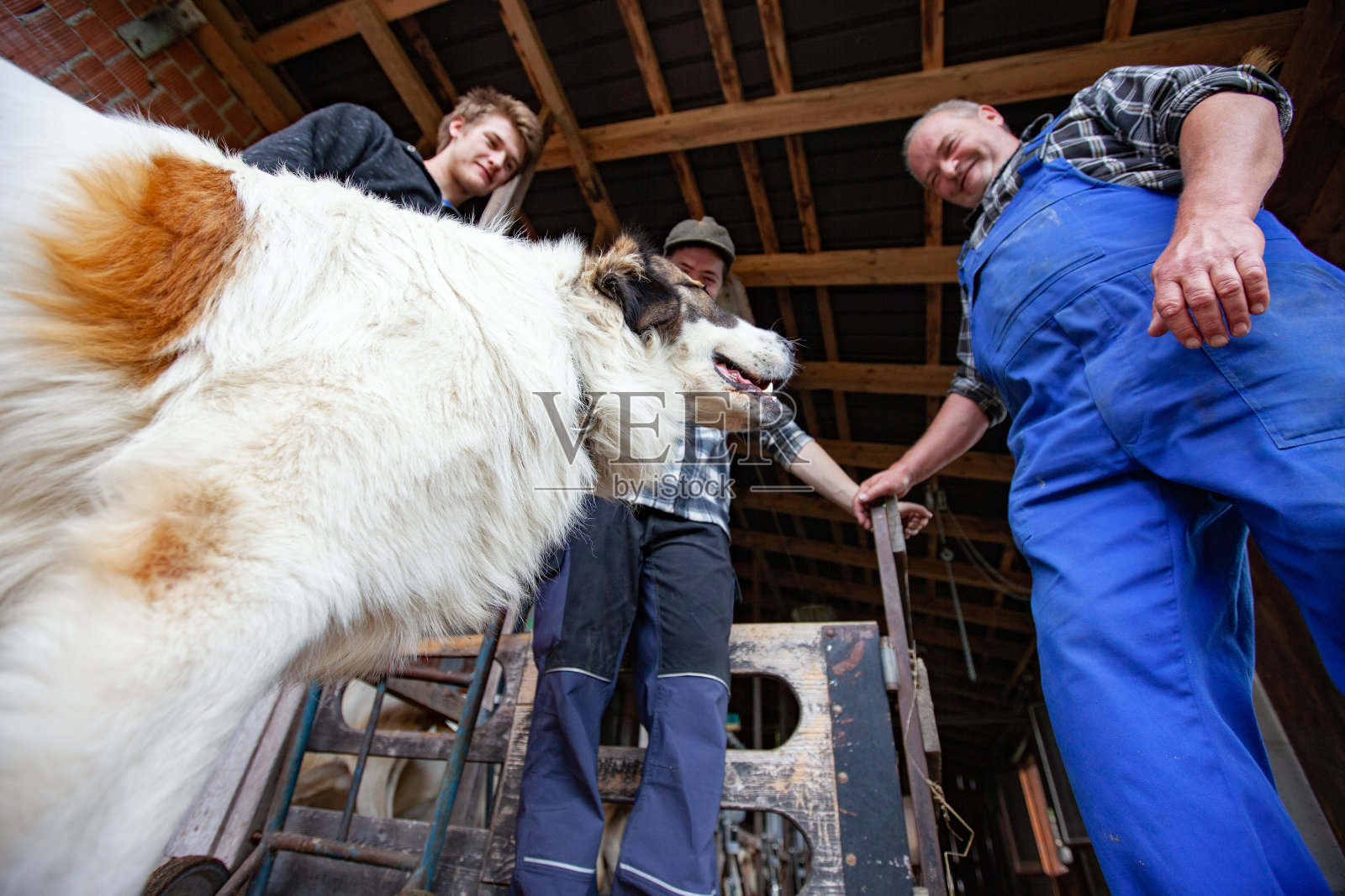 农民的家庭和他们的牧羊犬照片摄影图片