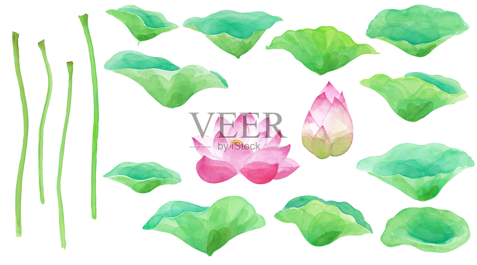 荷花和荷叶的部分变化,水彩插图设计元素图片