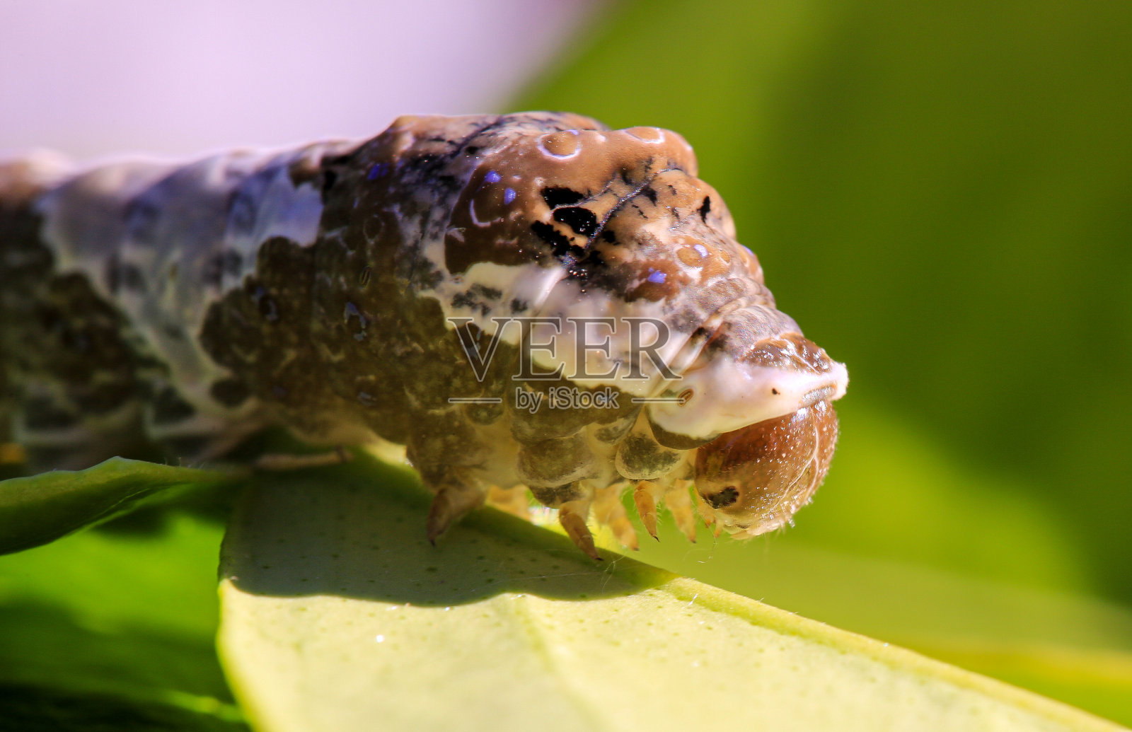 在凤凰花园中发现的毛虫被称为切叶机,因为你可以看到它通过咀嚼叶子的边缘来吞下一片叶子。虽然看起来他的头是他身体的一个更大的部分,实际上他的头是小的,可以隐藏在身体或照片摄影图片