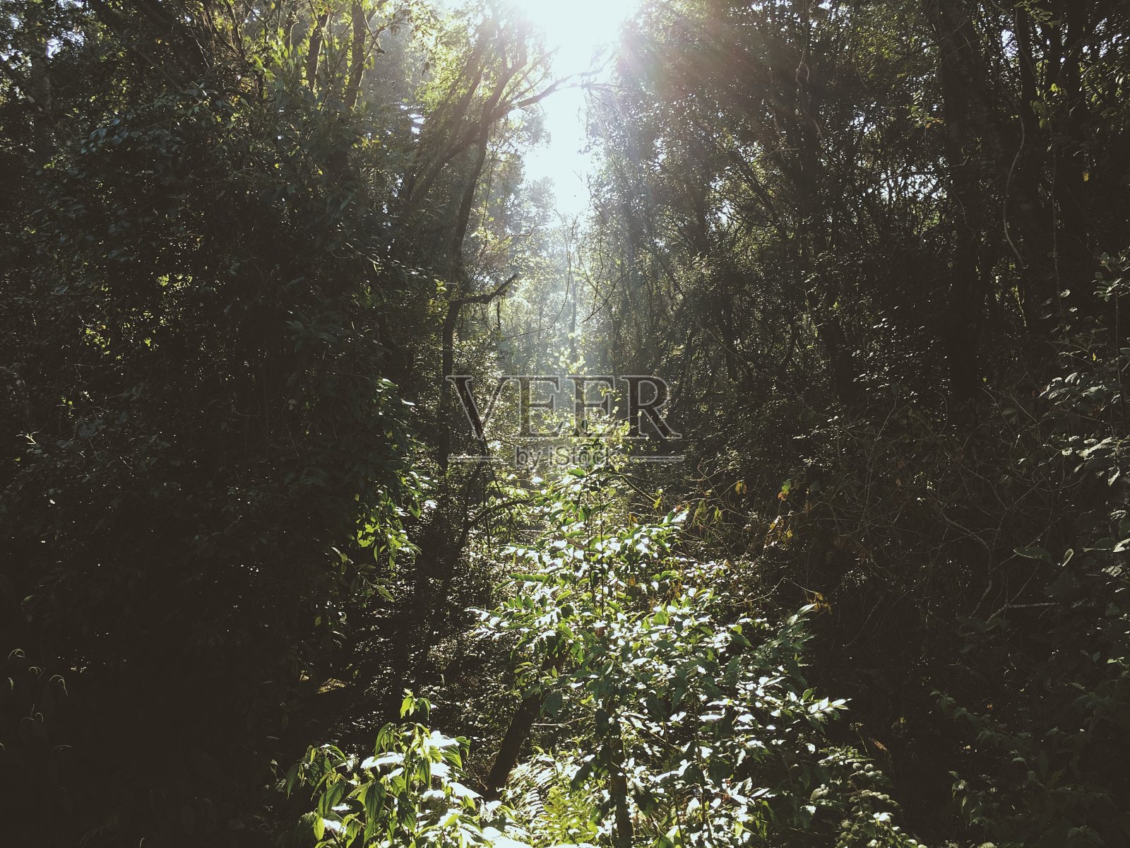 有光的原生森林照片摄影图片