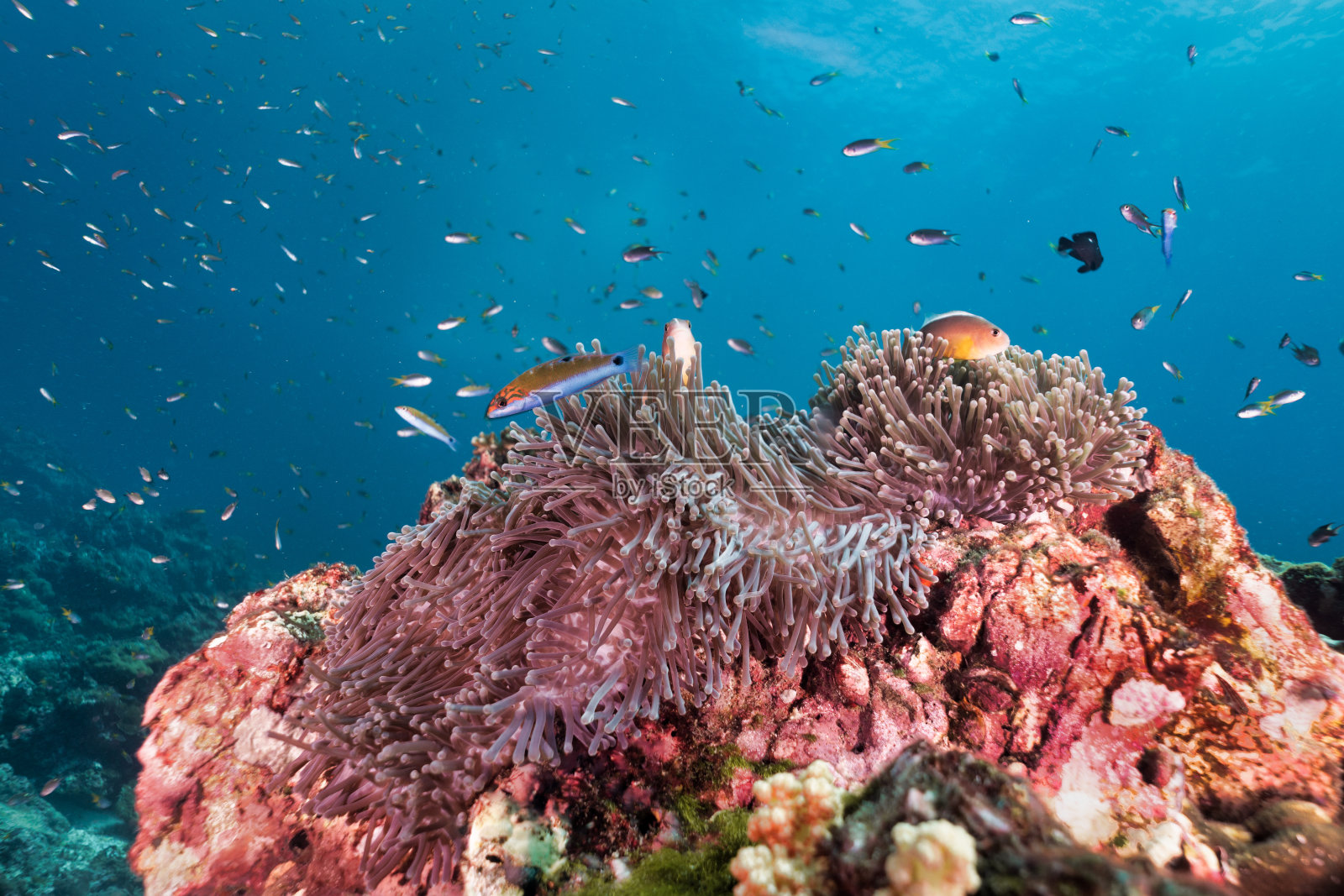 水下珊瑚礁壮丽的海葵(异型海葵)群体照片摄影图片